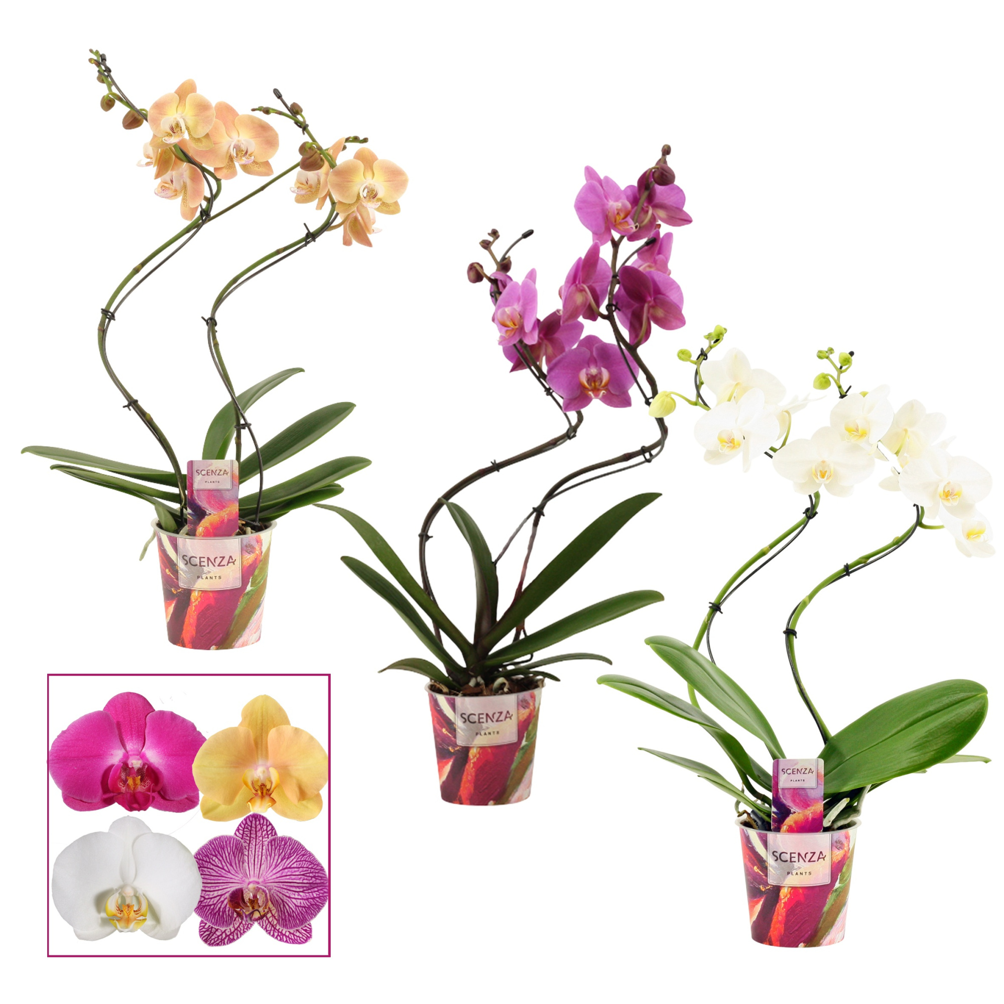 Phalaenopsis hurricane mix (Scenza), D 12 cm