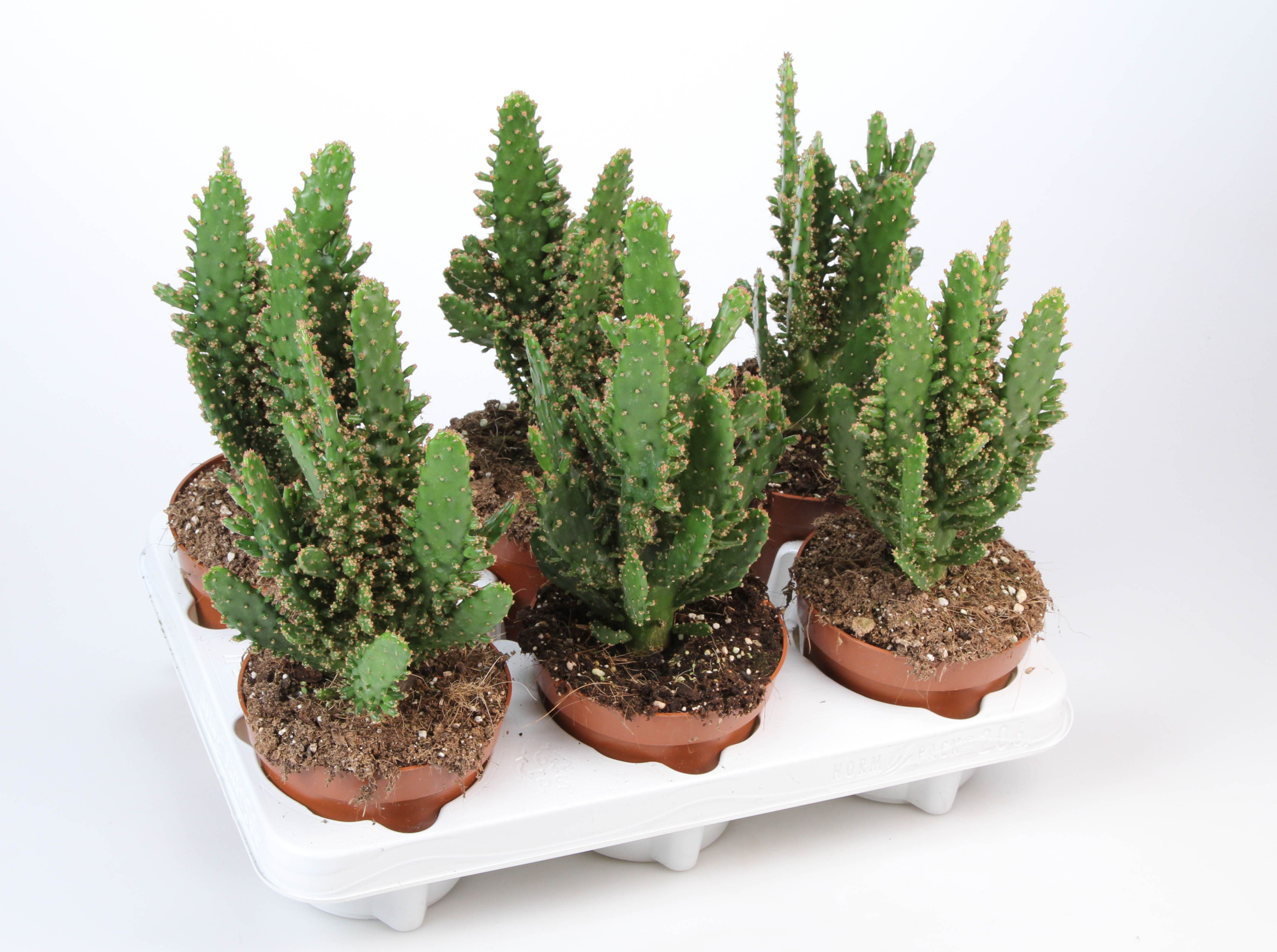 Opuntia Monacantha, D 12 cm