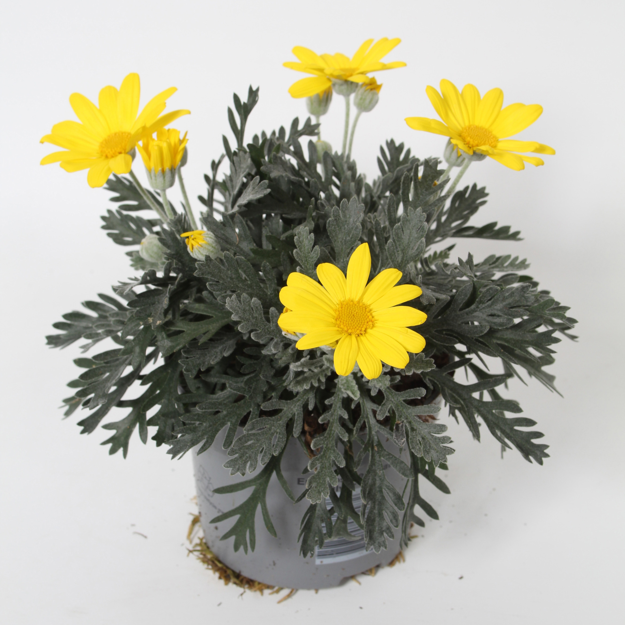 Euryops pectinatus p10,5, D 10,5