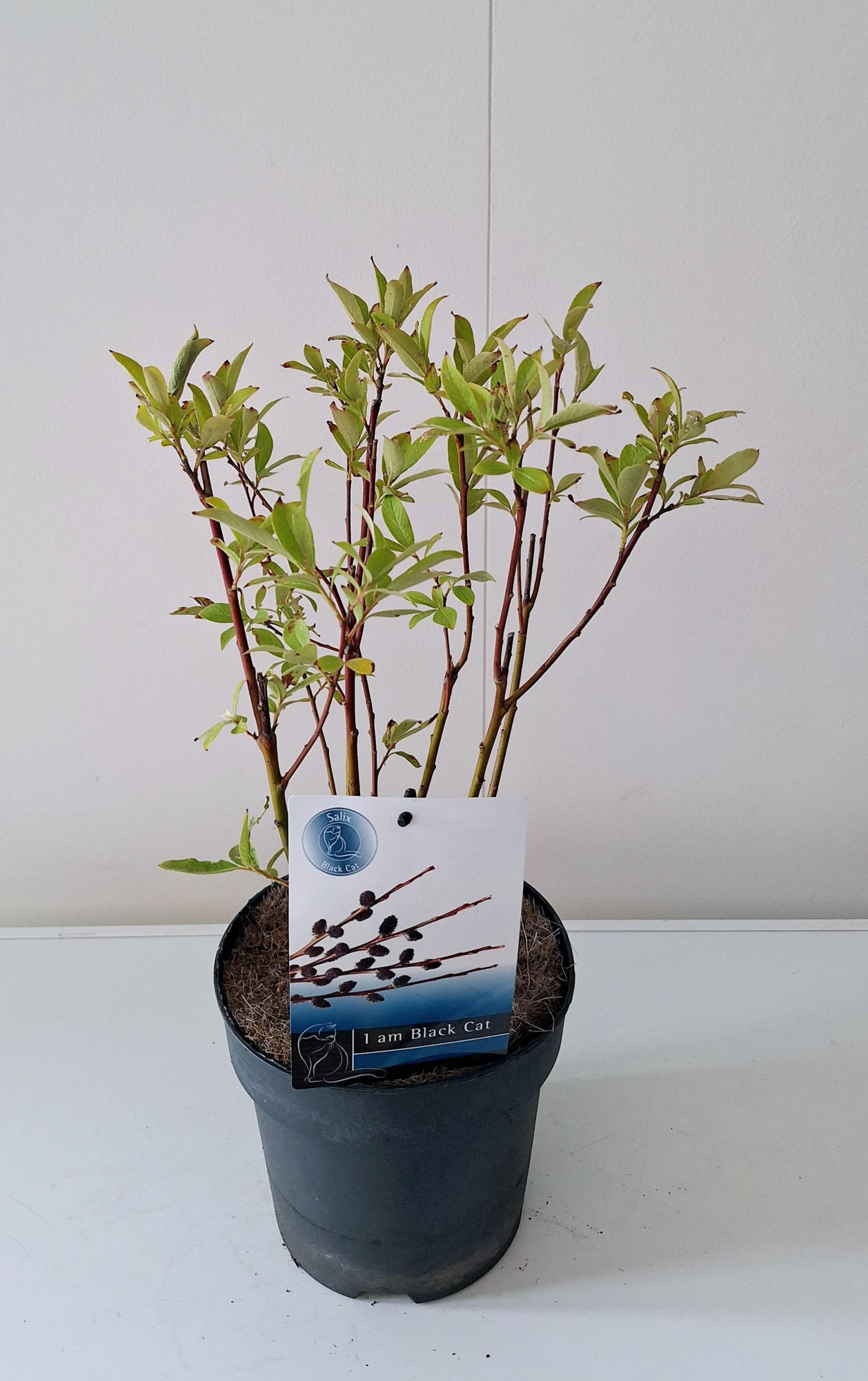 Salix Kurome bush P19, D 19 cm