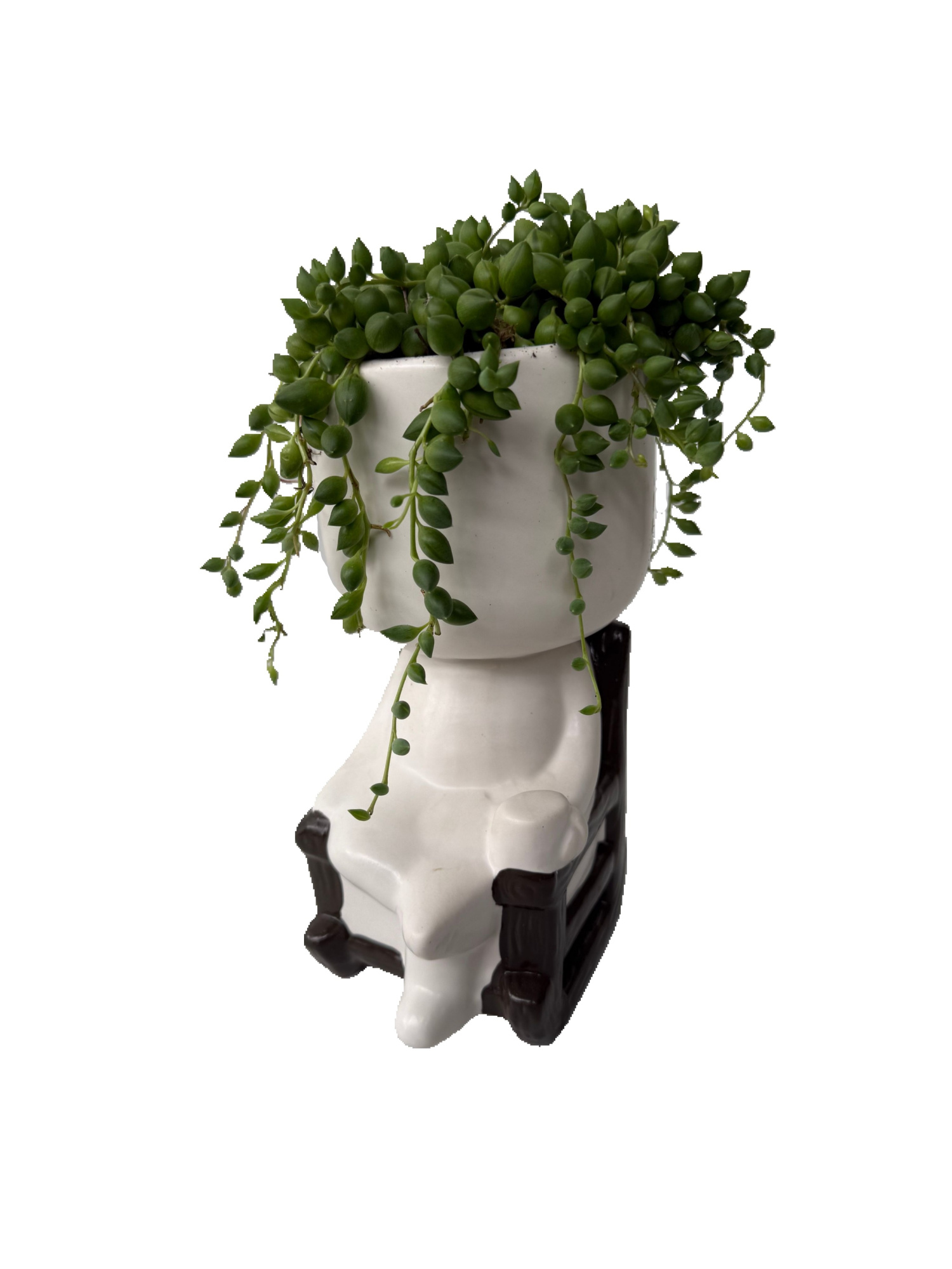 CLR20MIX Chilling Large 20cm Senecio Herreianus, D 20 cm