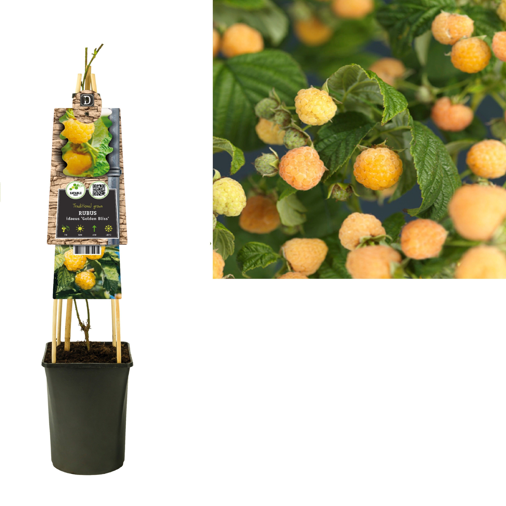 Rubus idaeus 'Golden Bliss' +3.0 label, D 17 cm