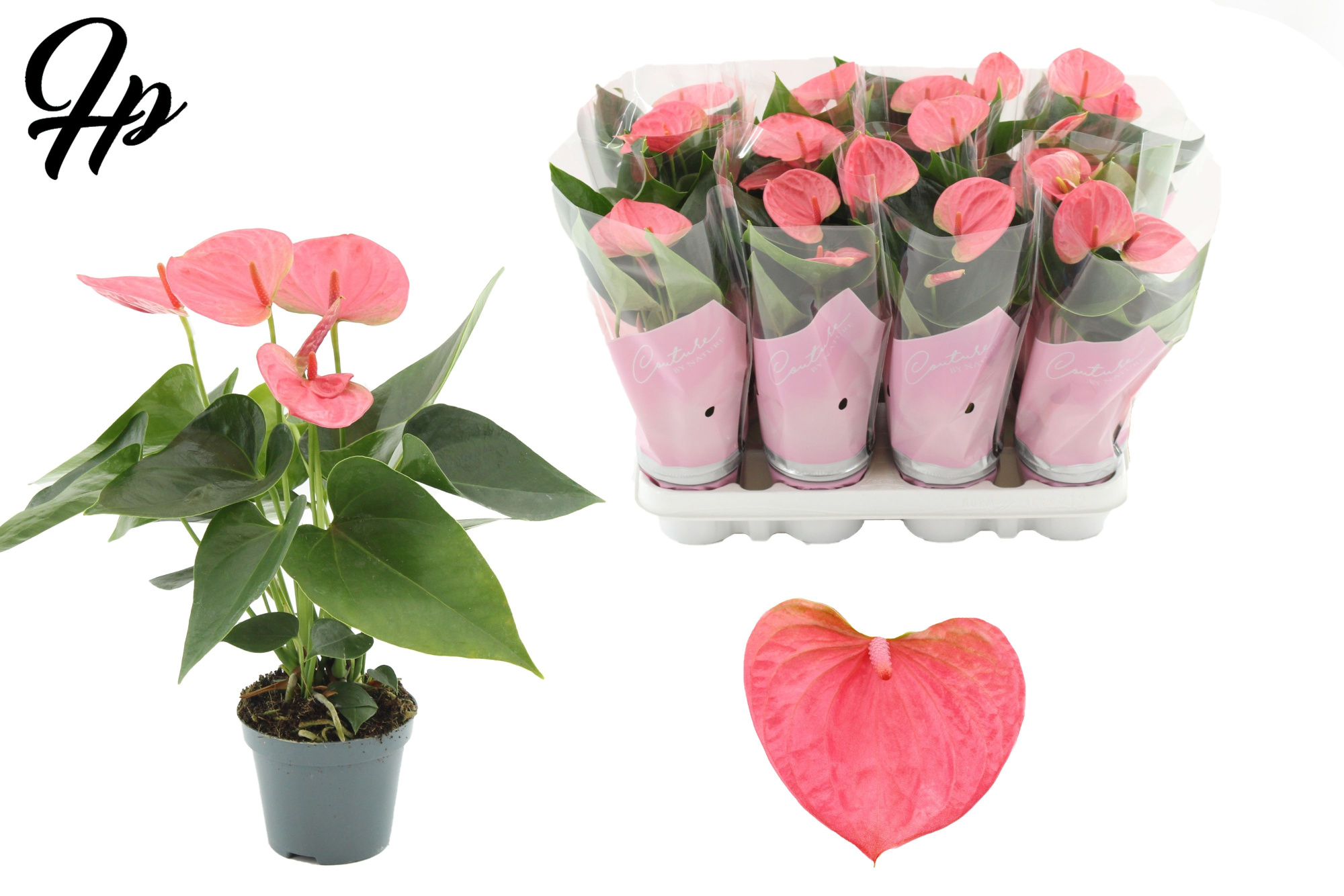 Anthurium 9 cm Sweet Dream in Couture sleeve, D 9