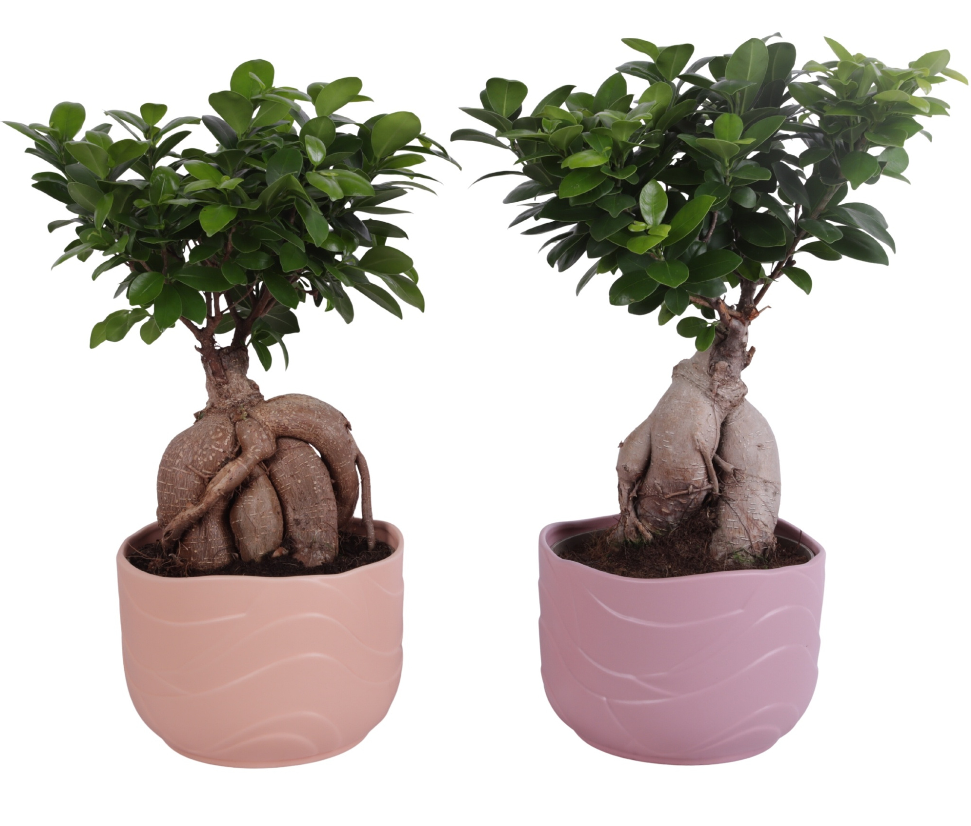Ficus m. Ginseng Ball Shape Ø20cm in Ø22cm Ceramic SE660, D 22
