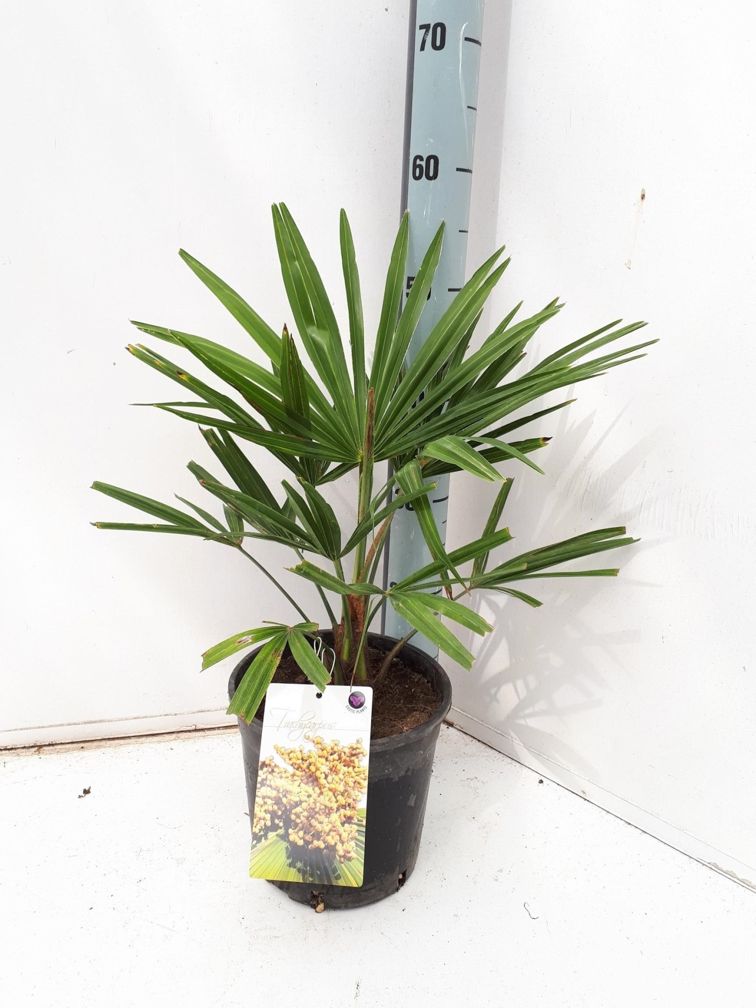 Trachycarpus fortunei, D 19 cm