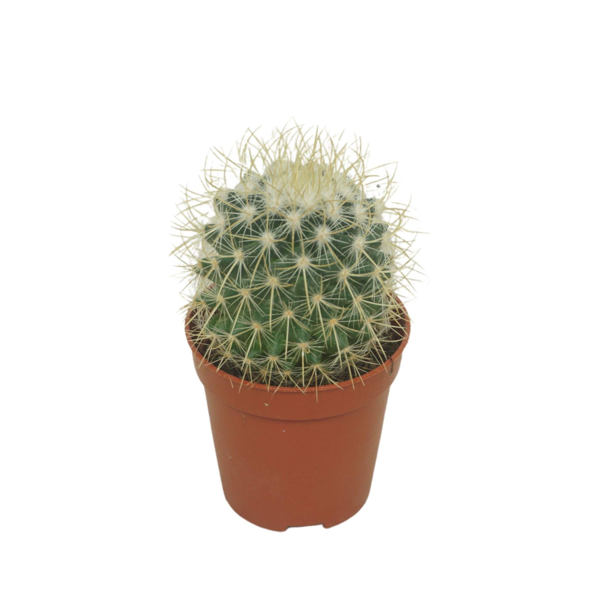 Mammillaria pringlei 5,5 cm, D 5,5 cm