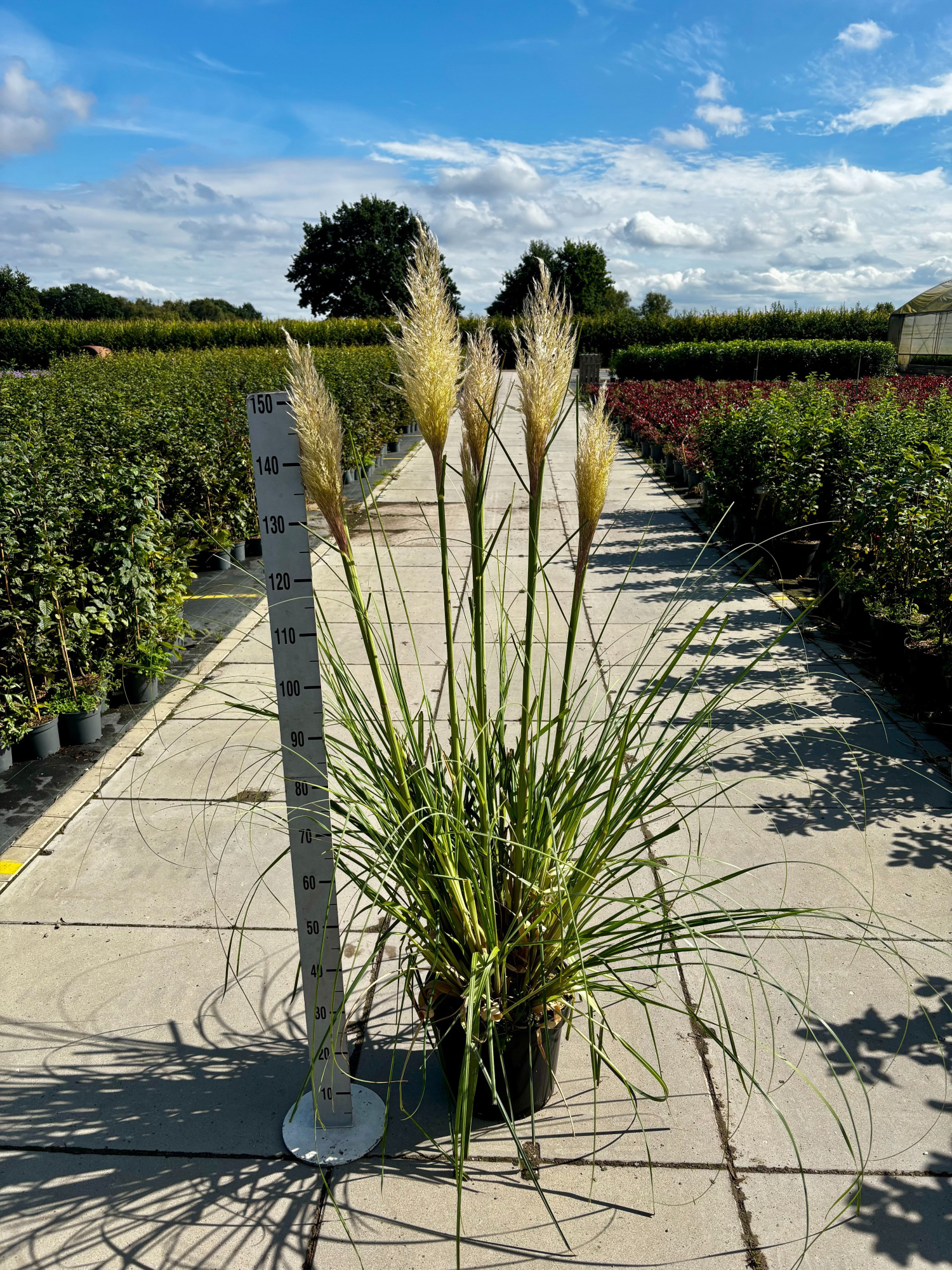 Cortaderia sel. 'Citaro', D 31