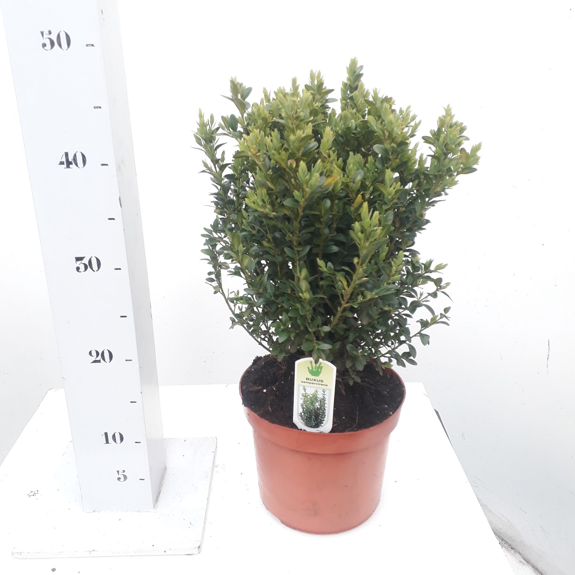 Buxus sempervirens 30-40cm struik extra, D 19 cm