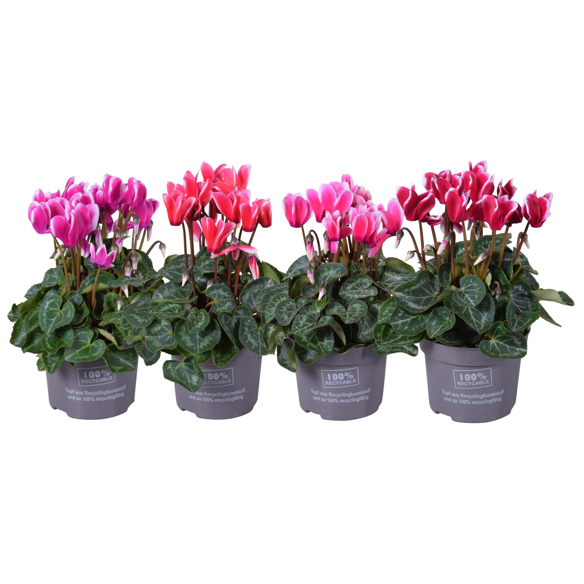 Cyclaam mini fantasia mix, D 10,5