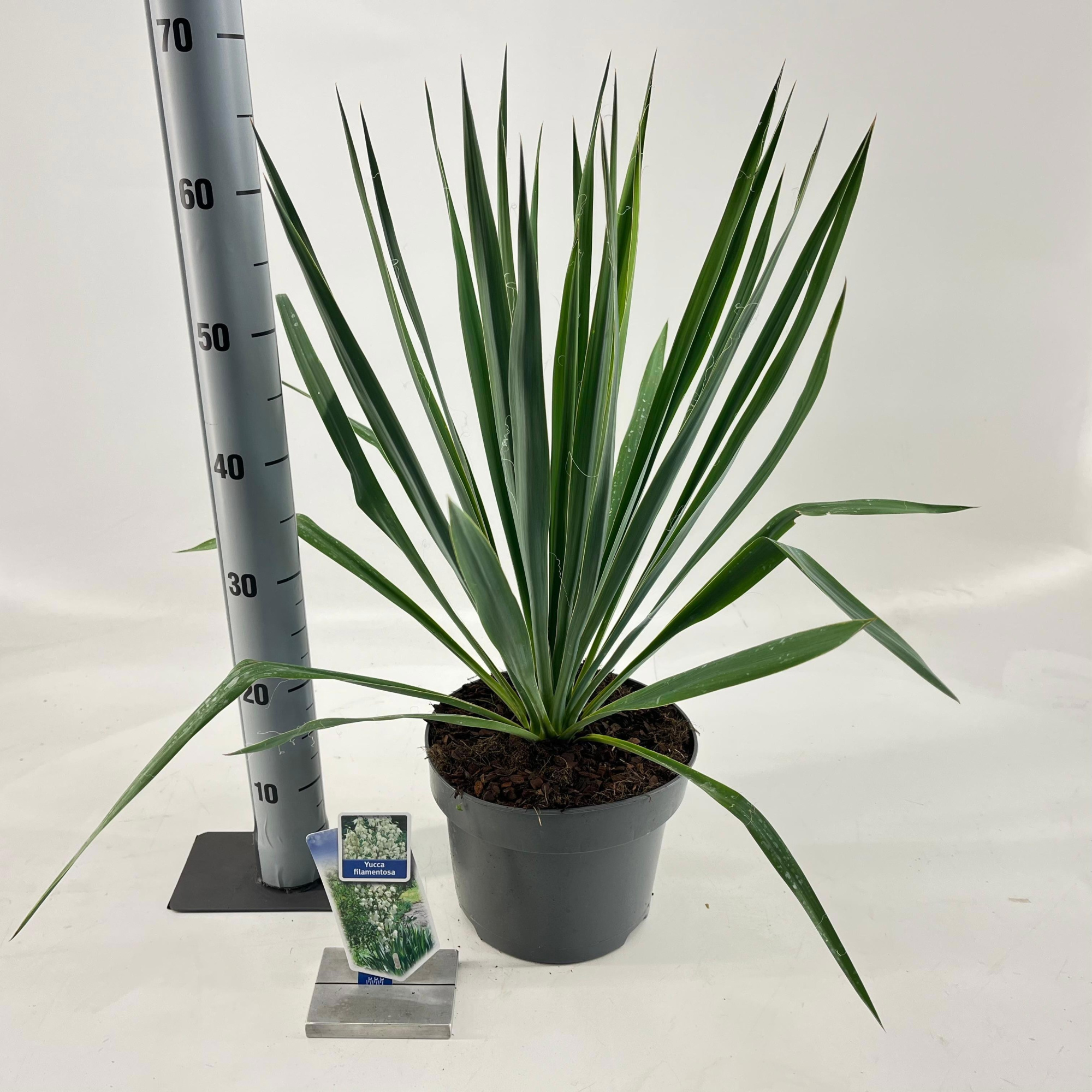 Yucca filamentosa, D 23