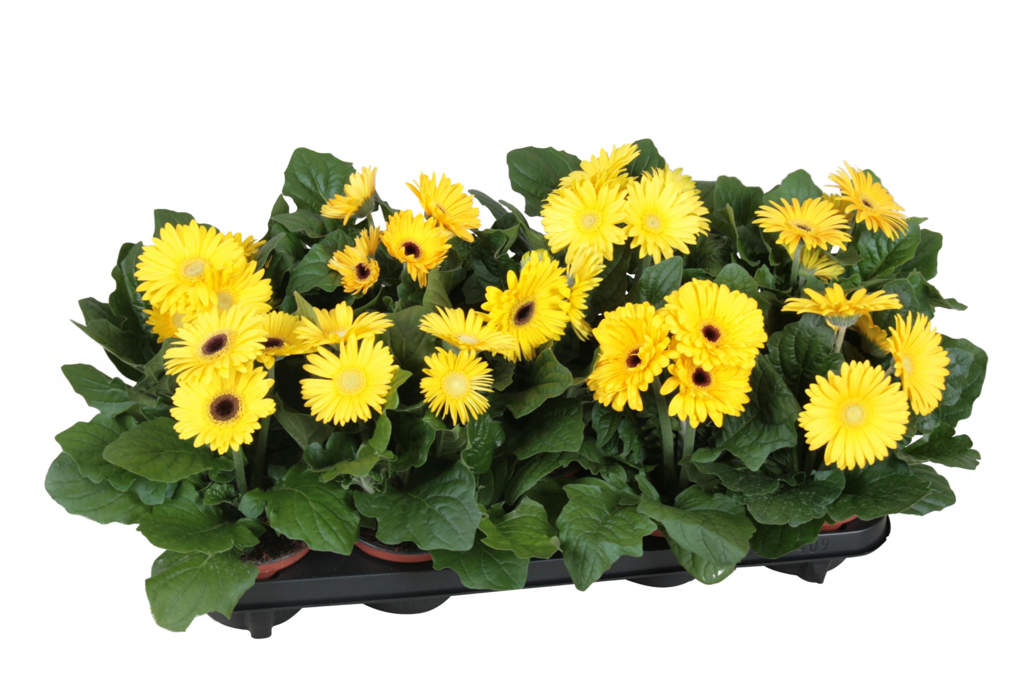 Gerbera belicht 2+bl 12cm excellent geel (diverse kleurtinten)., D 12 cm