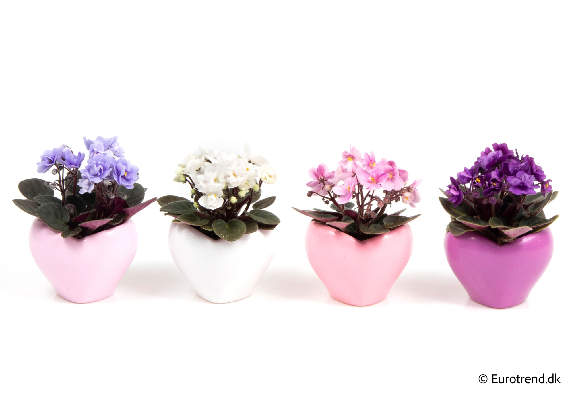 Saint paulia in Valentine ceramic 2026, D 6