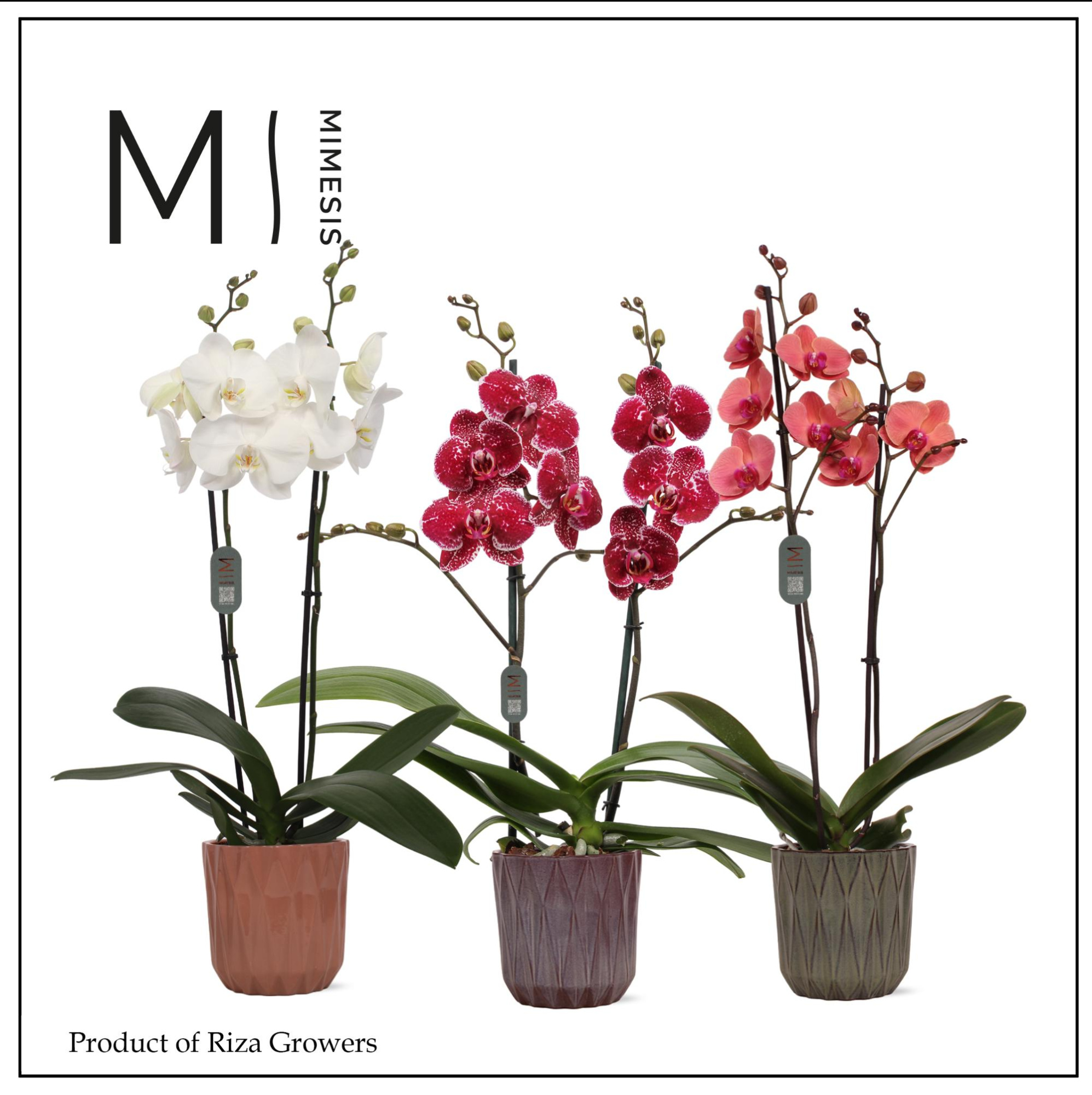 Mimesis Phal. Mix - 2 spike 12cm in Maria Mix Ceramic, D 12 cm