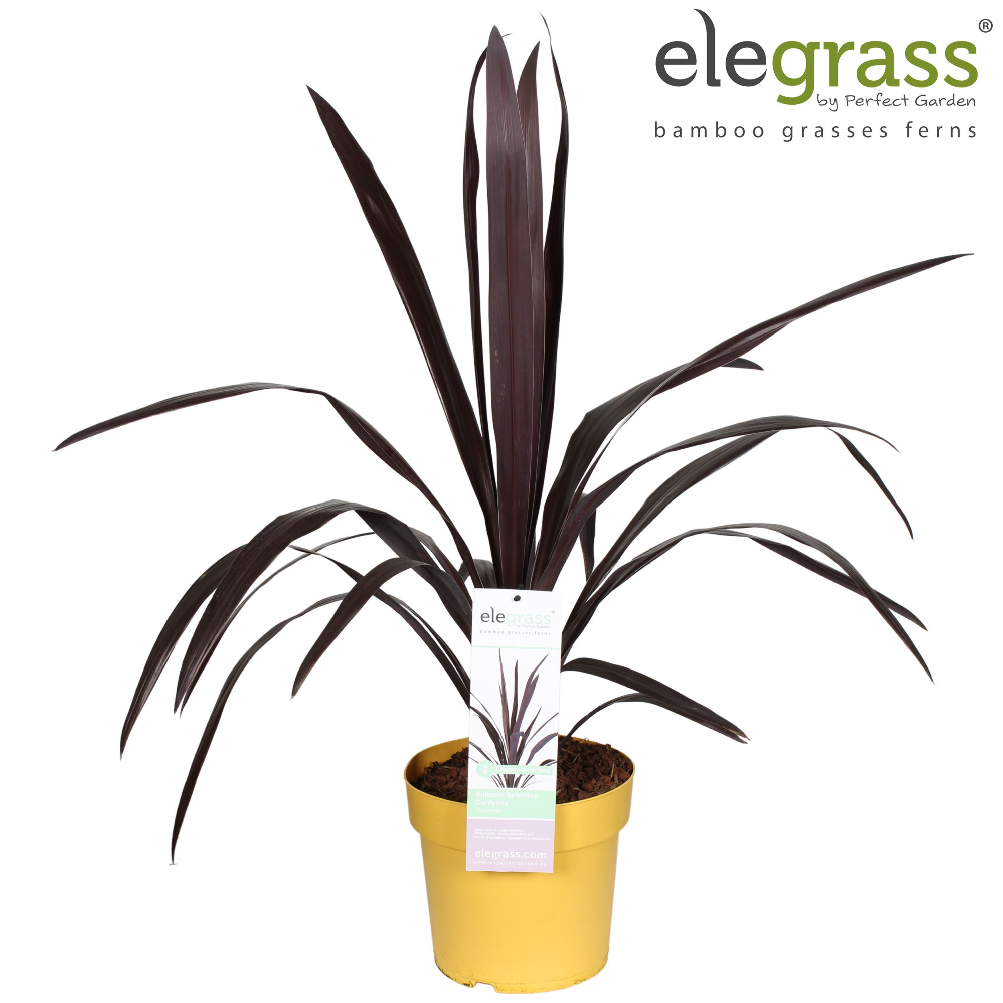 Cordyline 'Superstar' P23, D 23