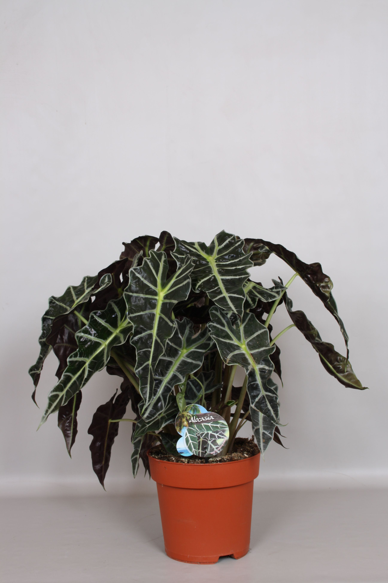 Alocasia Dwarf Amazonica - Green4life, D 24 cm