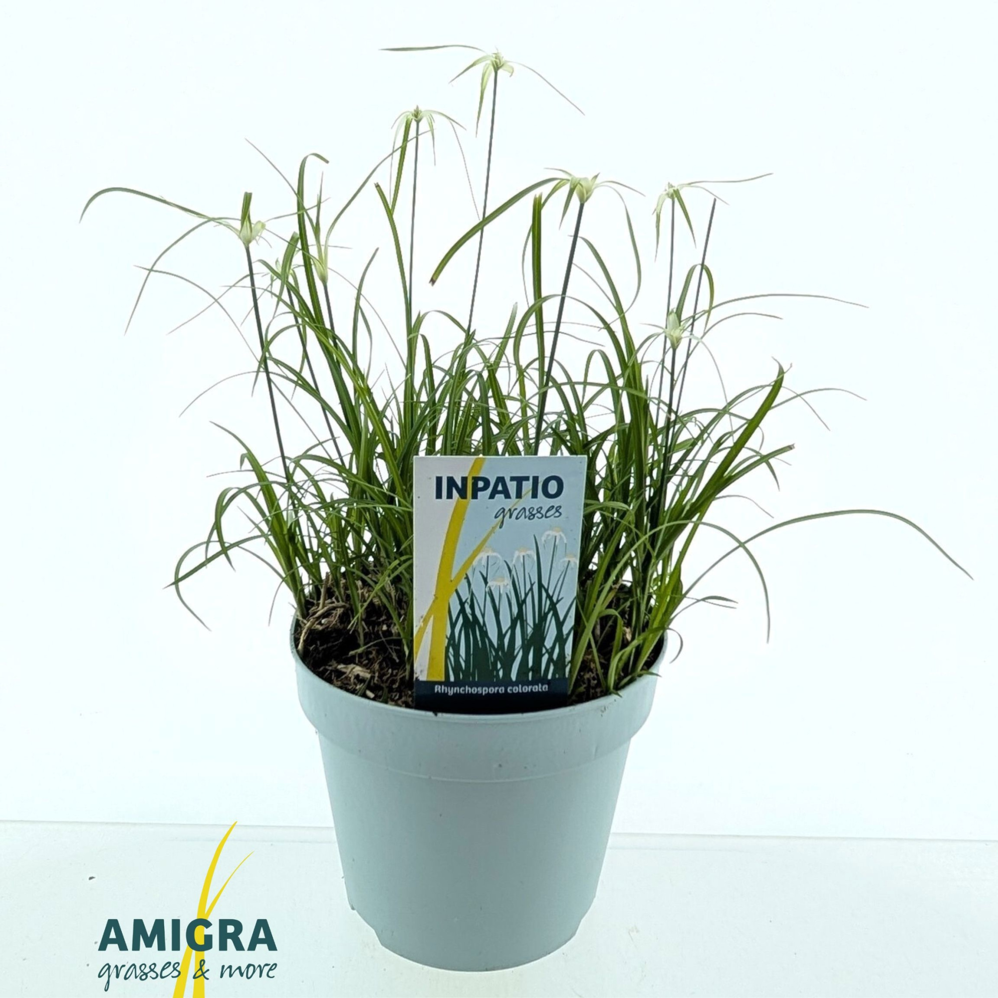 Rhynchospora colorata, D 17 cm