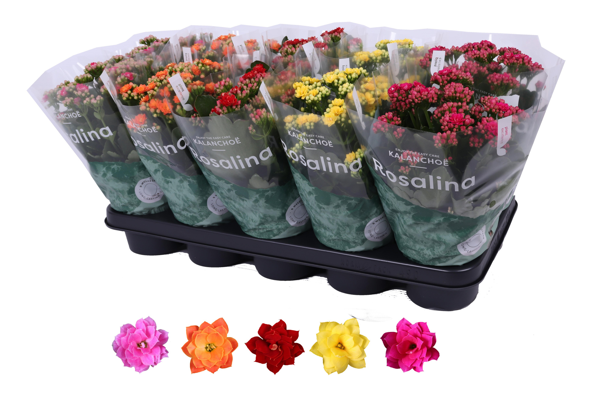 Kalanchoe Rosalina 12cm mix, zonder wit, D 12 cm