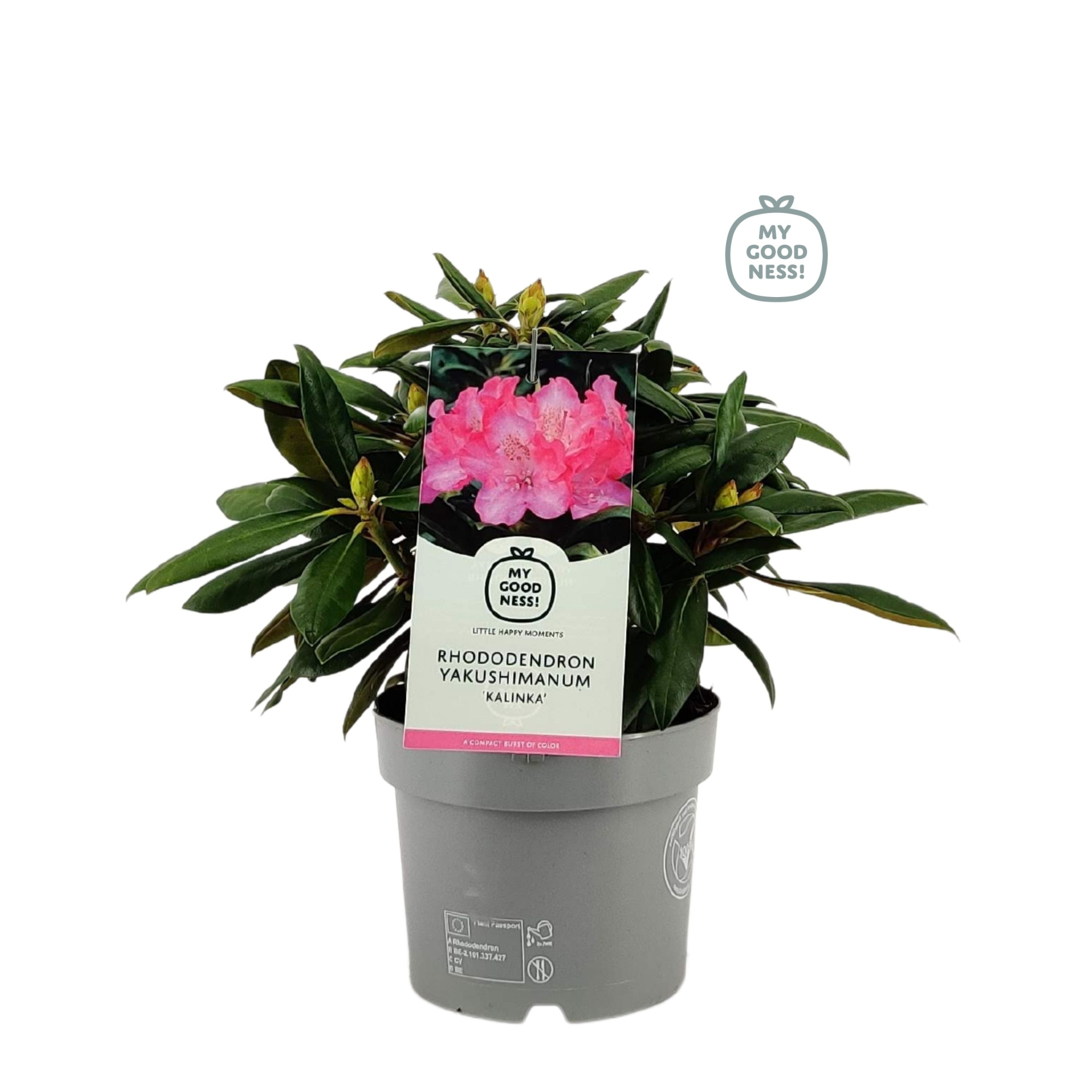 Rhododendron 30-40 /4 liter 'Kalinka' yakushimanum, D 21 cm