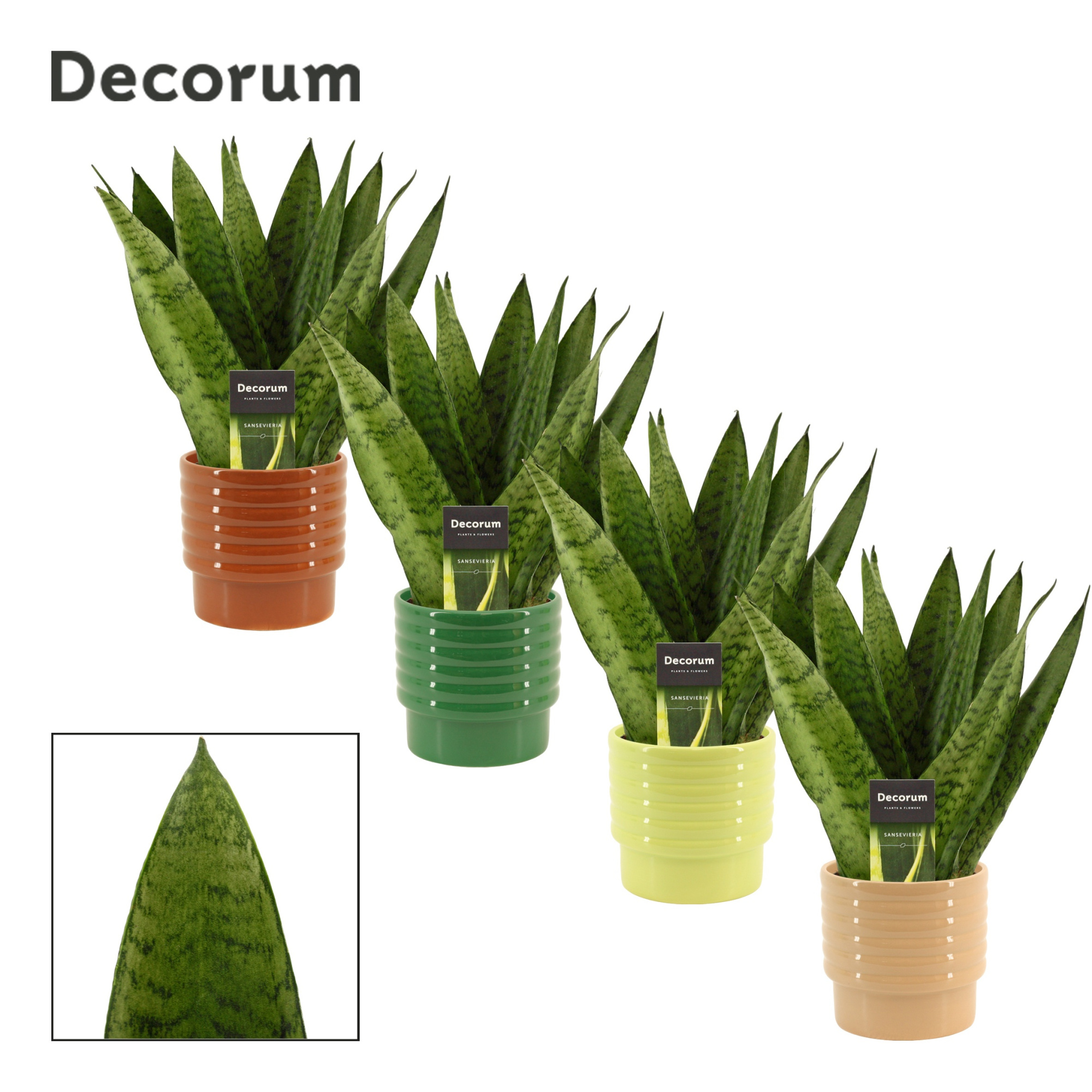 Sansevieria Zeylanica Fan 12 cm in Naemi (Natural bubble-collect, D 12 cm