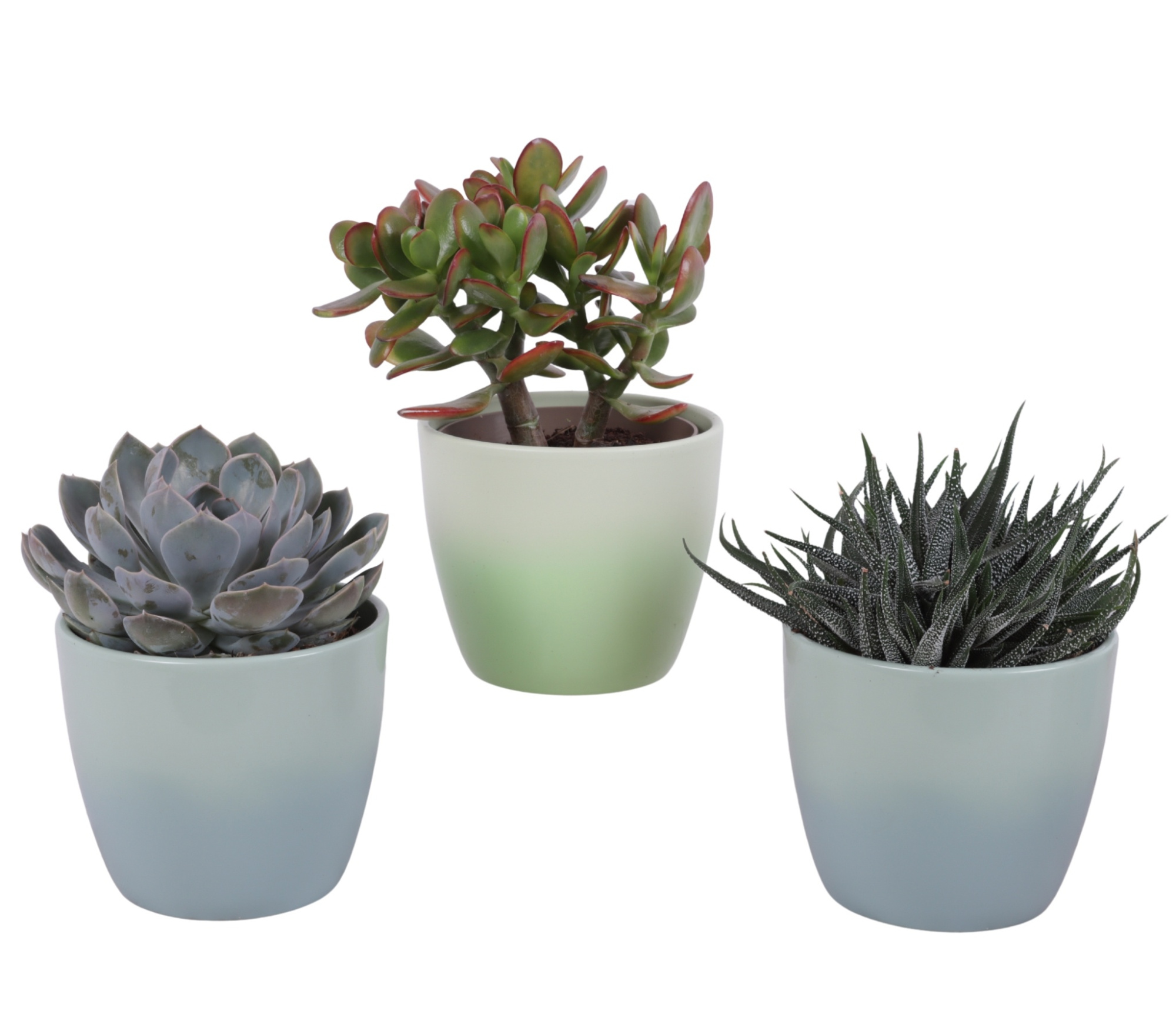 Succulenten mix Ø12cm in Ø14cm Ceramic FB677, D 14