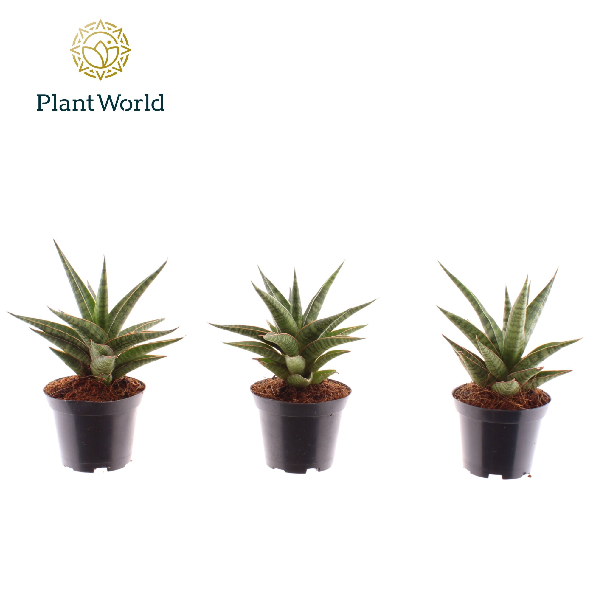 Sansevieria 'Boogie Woogie', D 7 cm