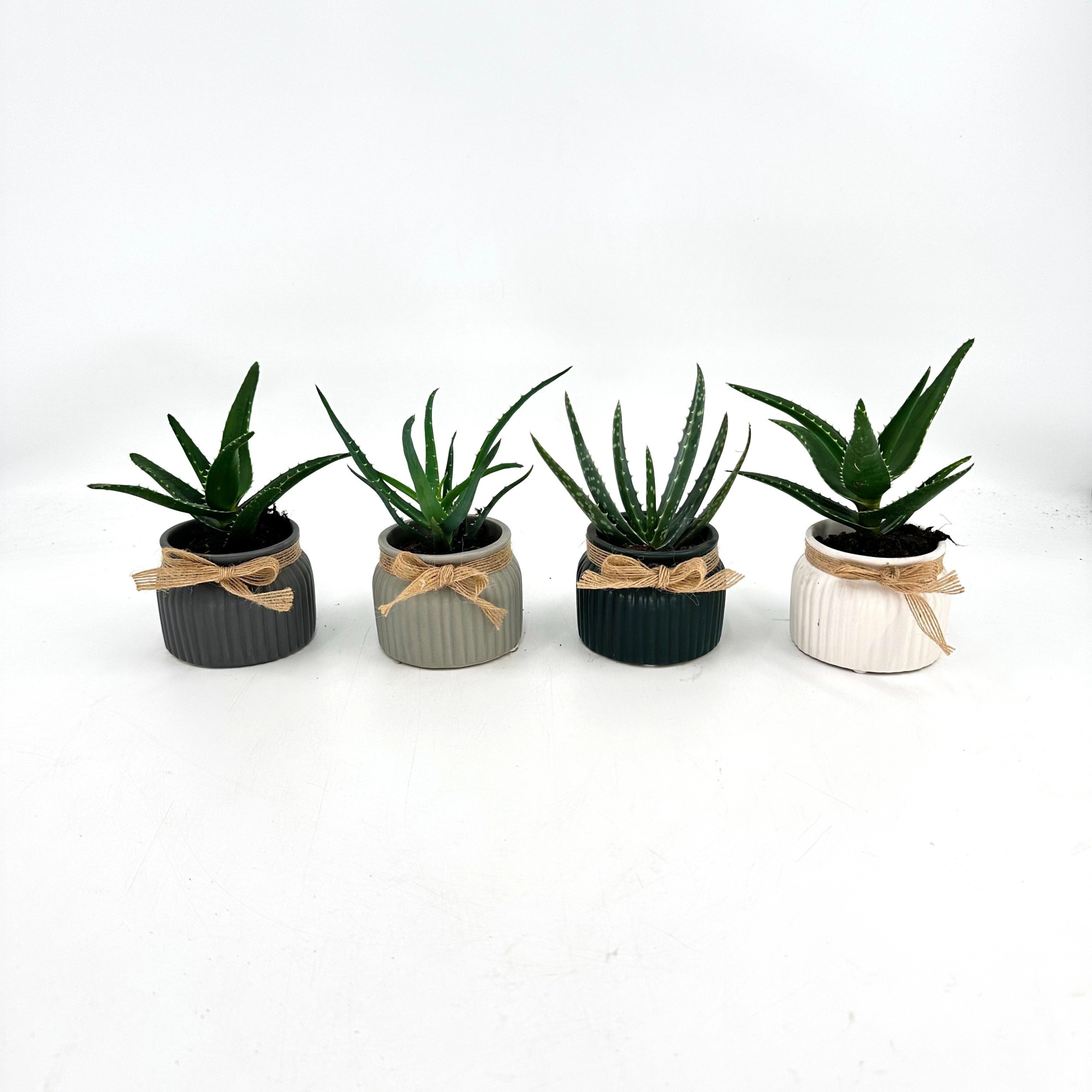 Mini Aloe Mix in Special pot in Special pot (EH2245), D 6 cm