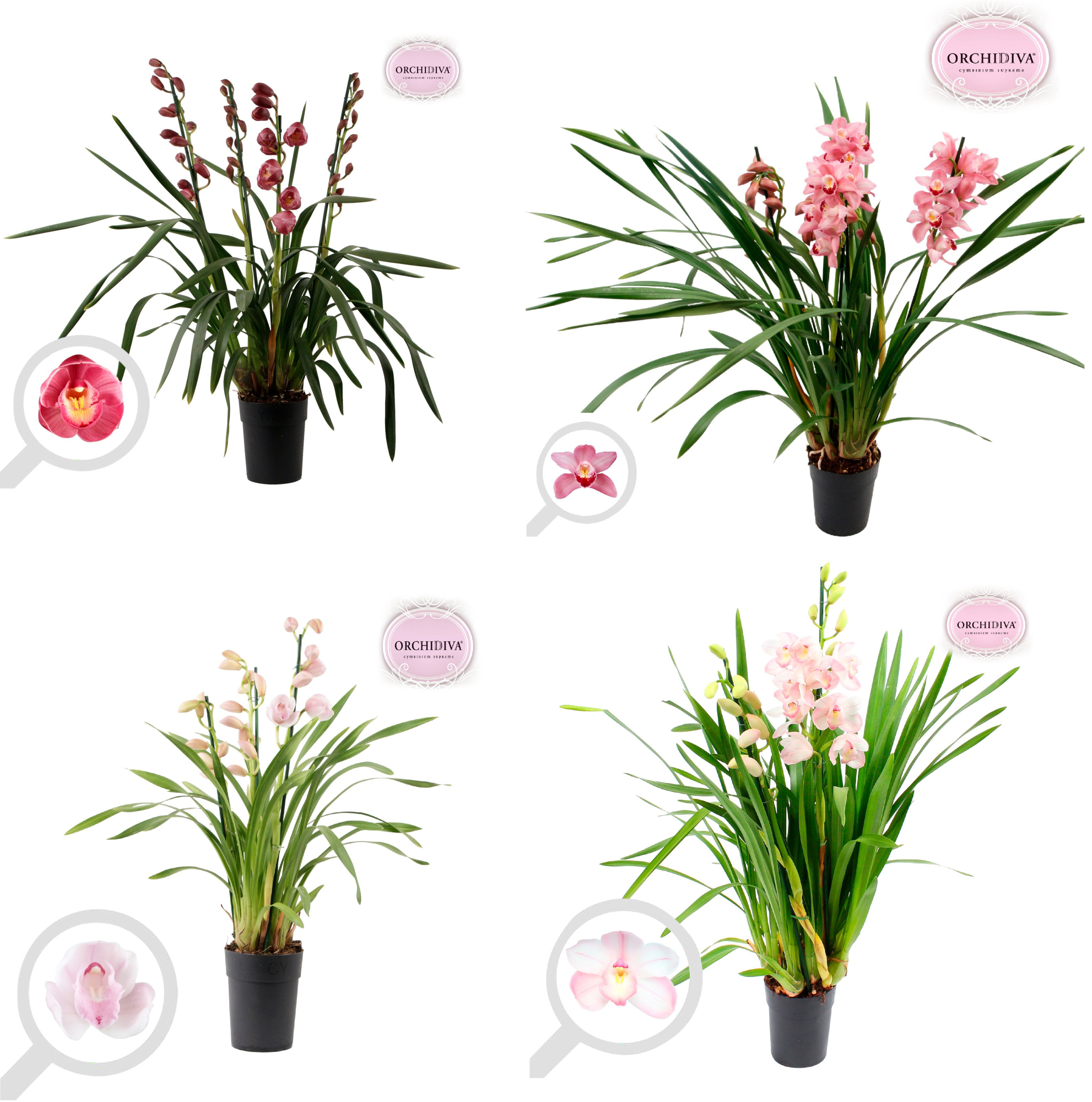 Cymbidium kleuren mix pink 3-4 tak, D 14