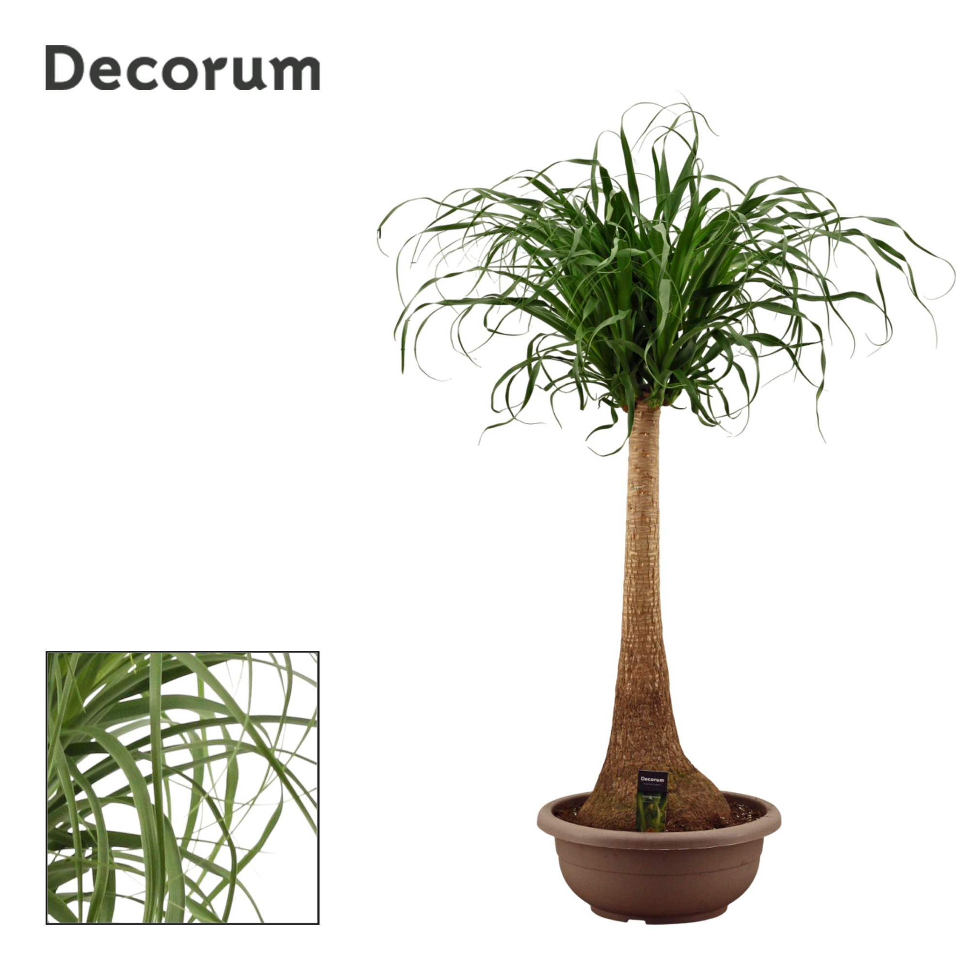 Beaucarnea recht compact in 40 cm(Decorum), D 40 cm