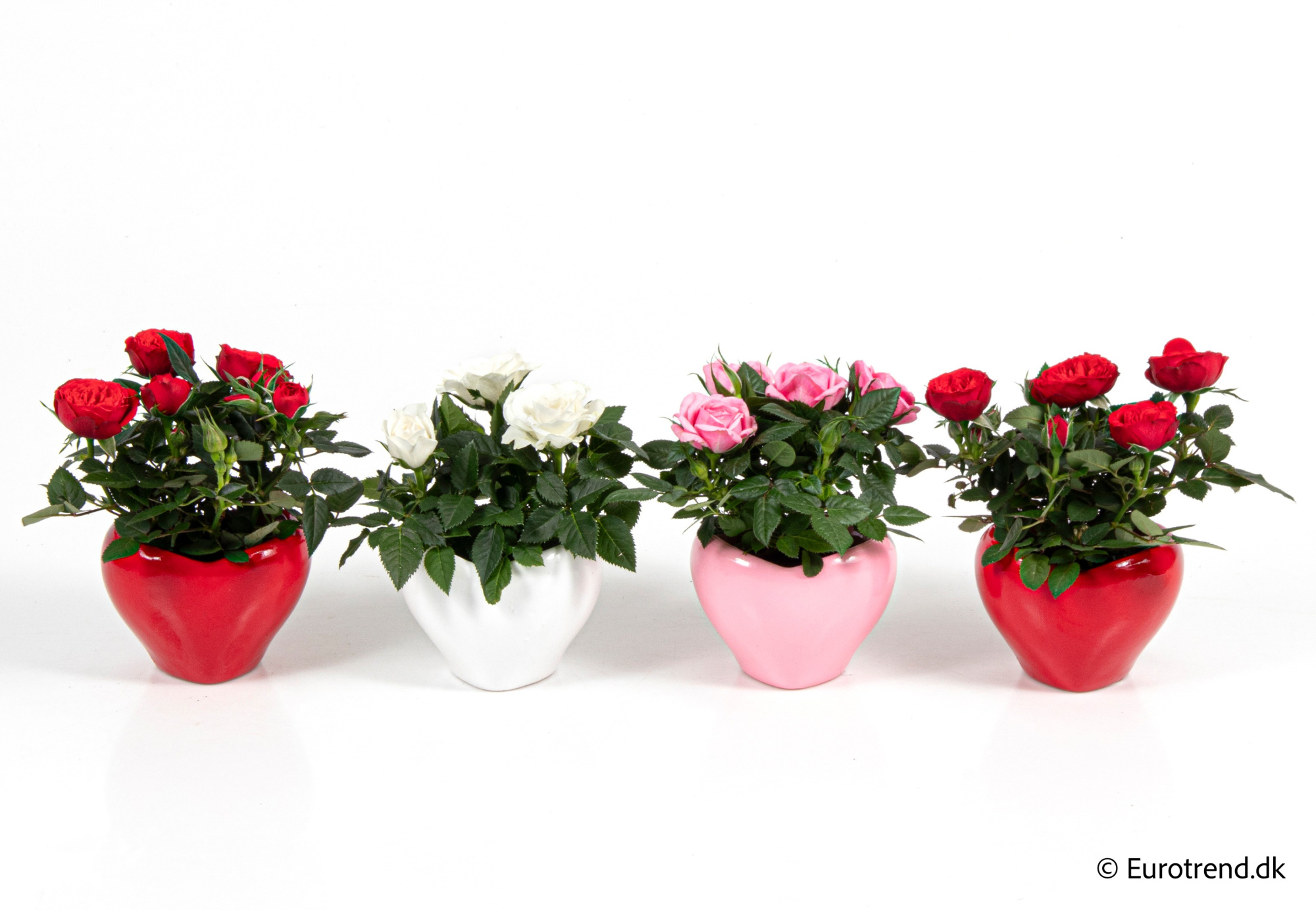 Roses in Valentine ceramic 2026, D 6