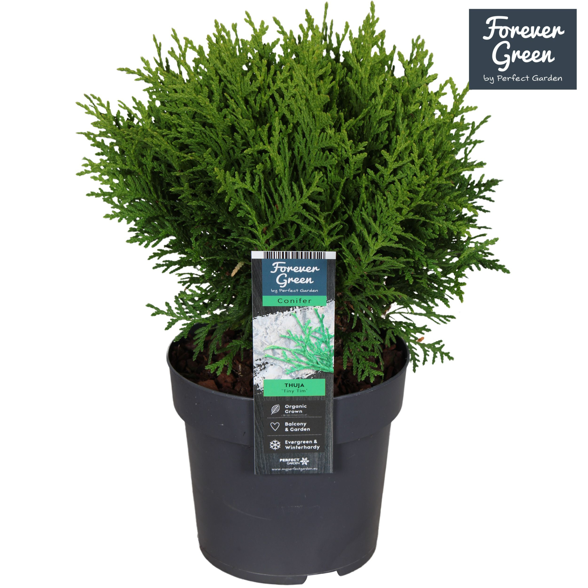 Thuja occidentalis 'Tiny Tim' P14, D 14 cm
