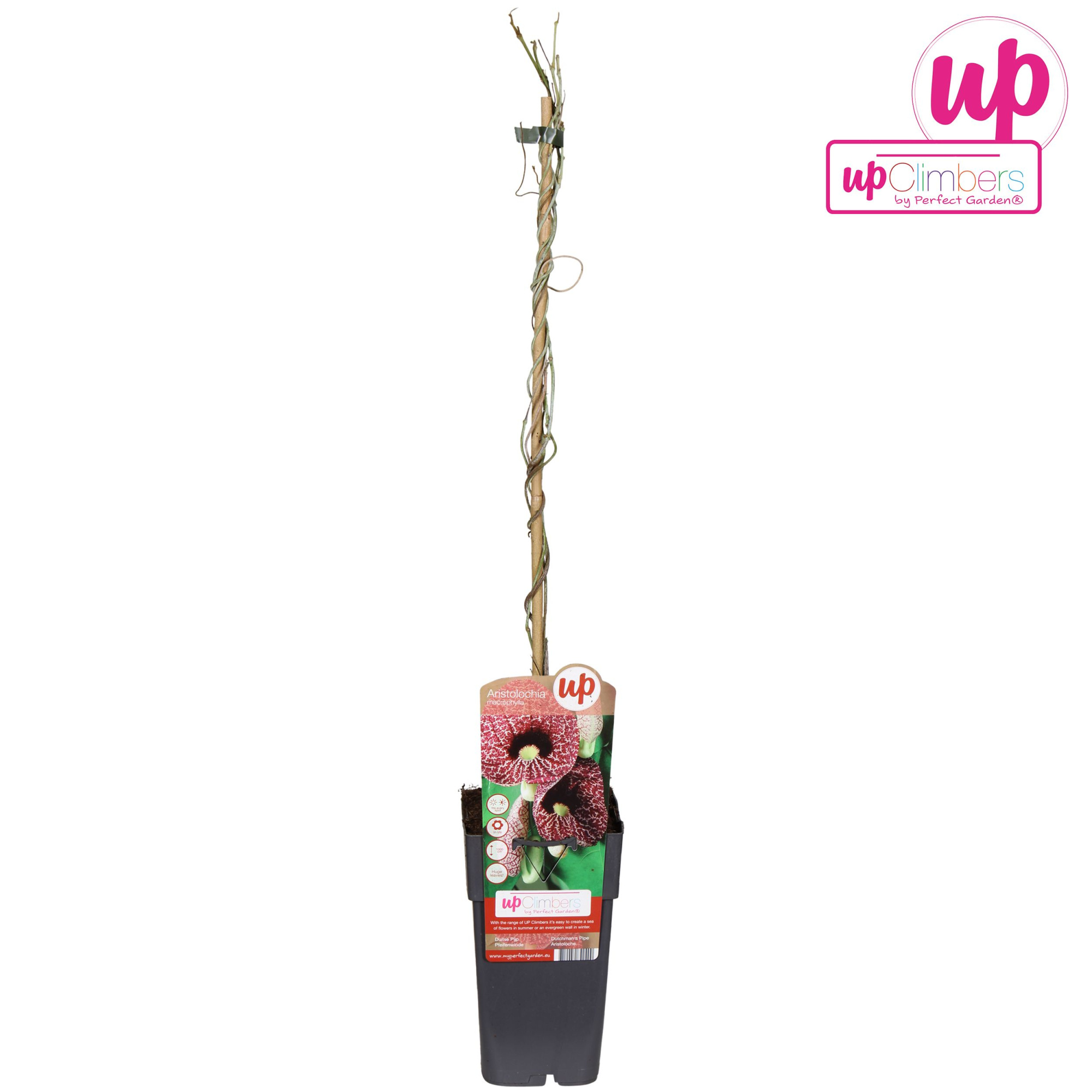 Aristolochia macrophylla P15, D 15