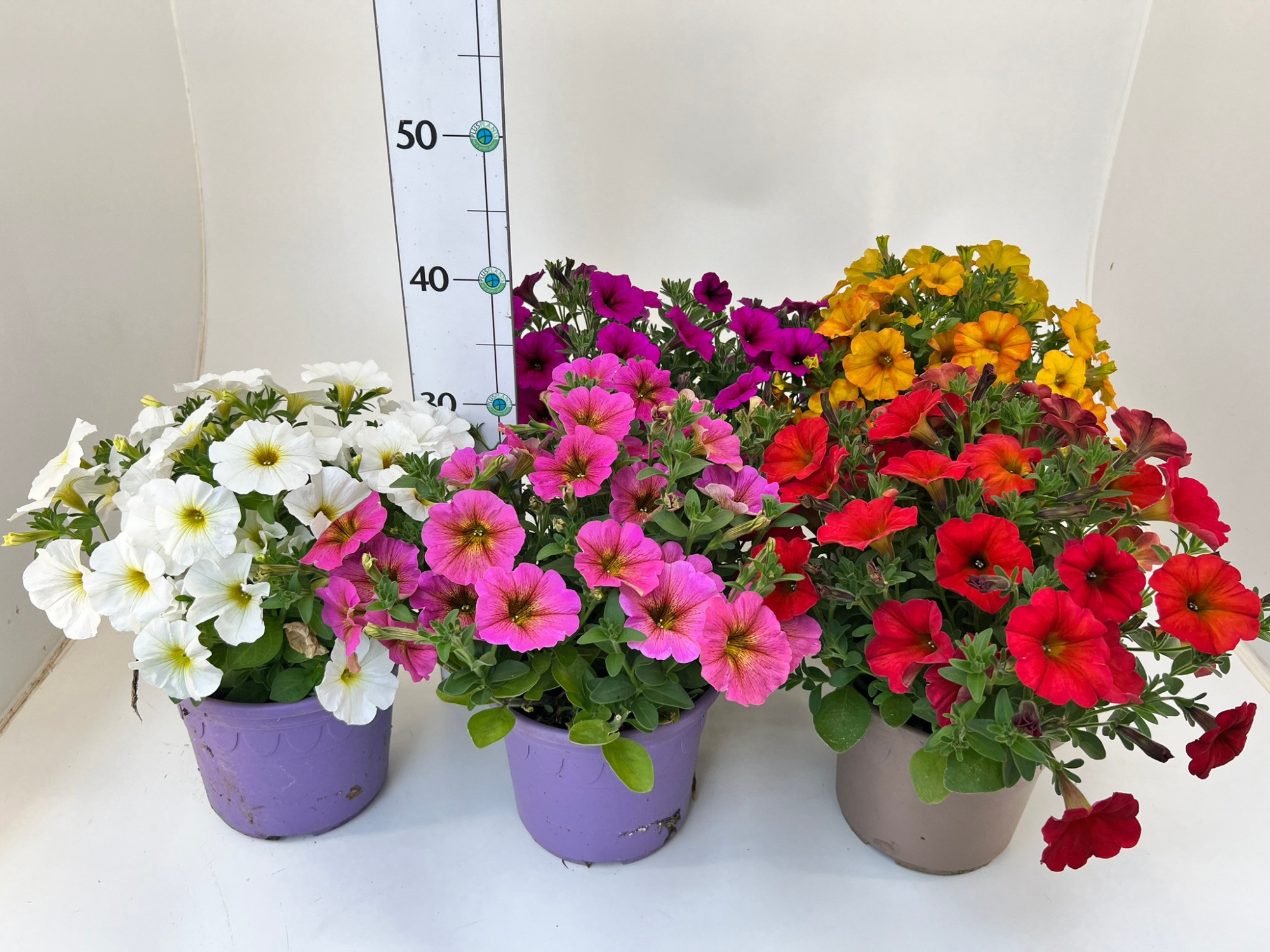 Petchoa BeautiCal, D 19