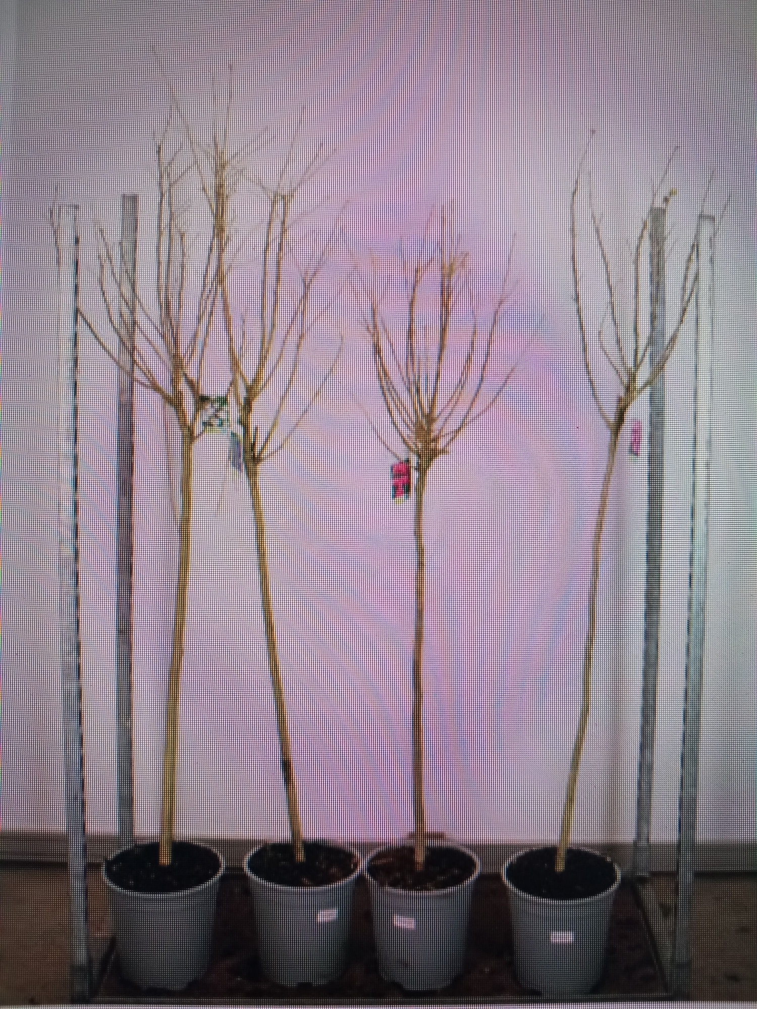 Hibiscus syriacus in cultivars 100 stam 50-60 kroon P28, D 28