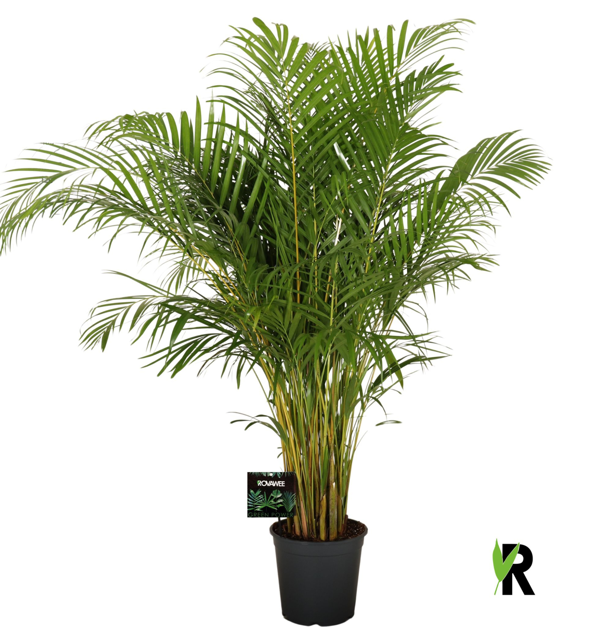 Dypsis lutescens, D 27 cm