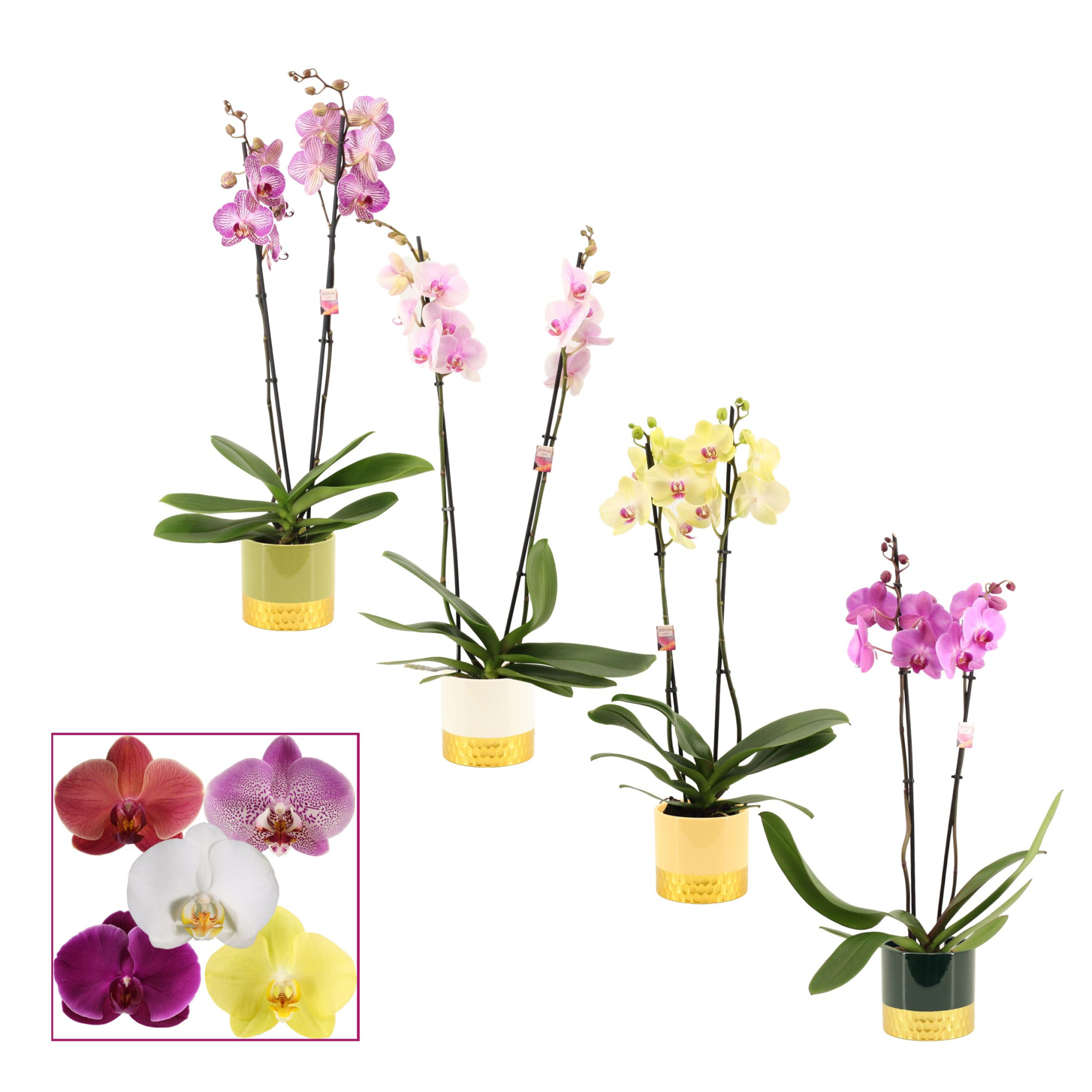 Phalaenopsis 2 tak 14+ mix in Frederique (Top blend-collection), D 12 cm