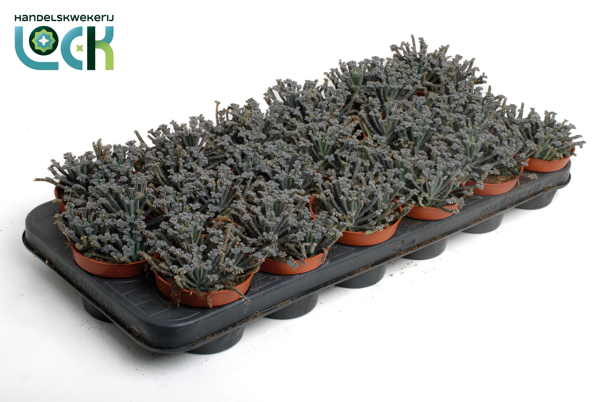 Kalanchoë Tubiflora, D 8,5 cm