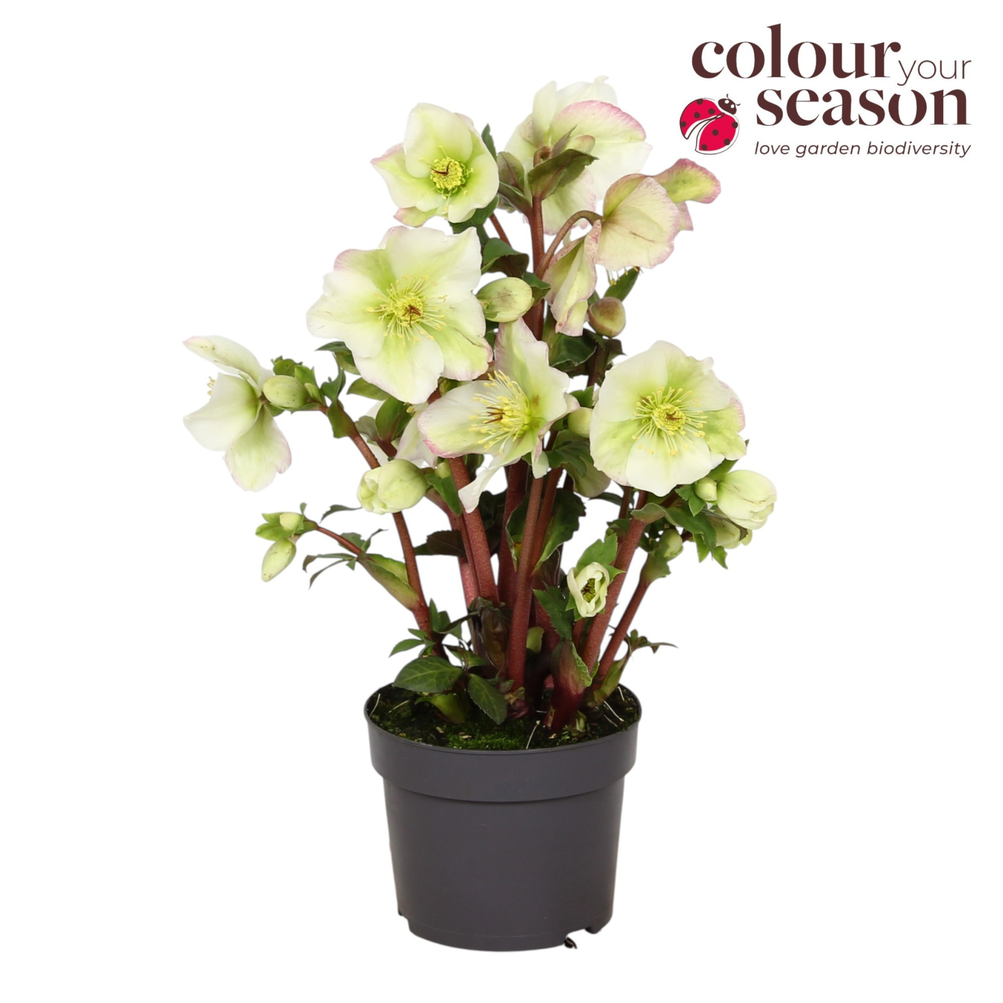 Helleborus Winter Sparkle White Blush P13, D 13