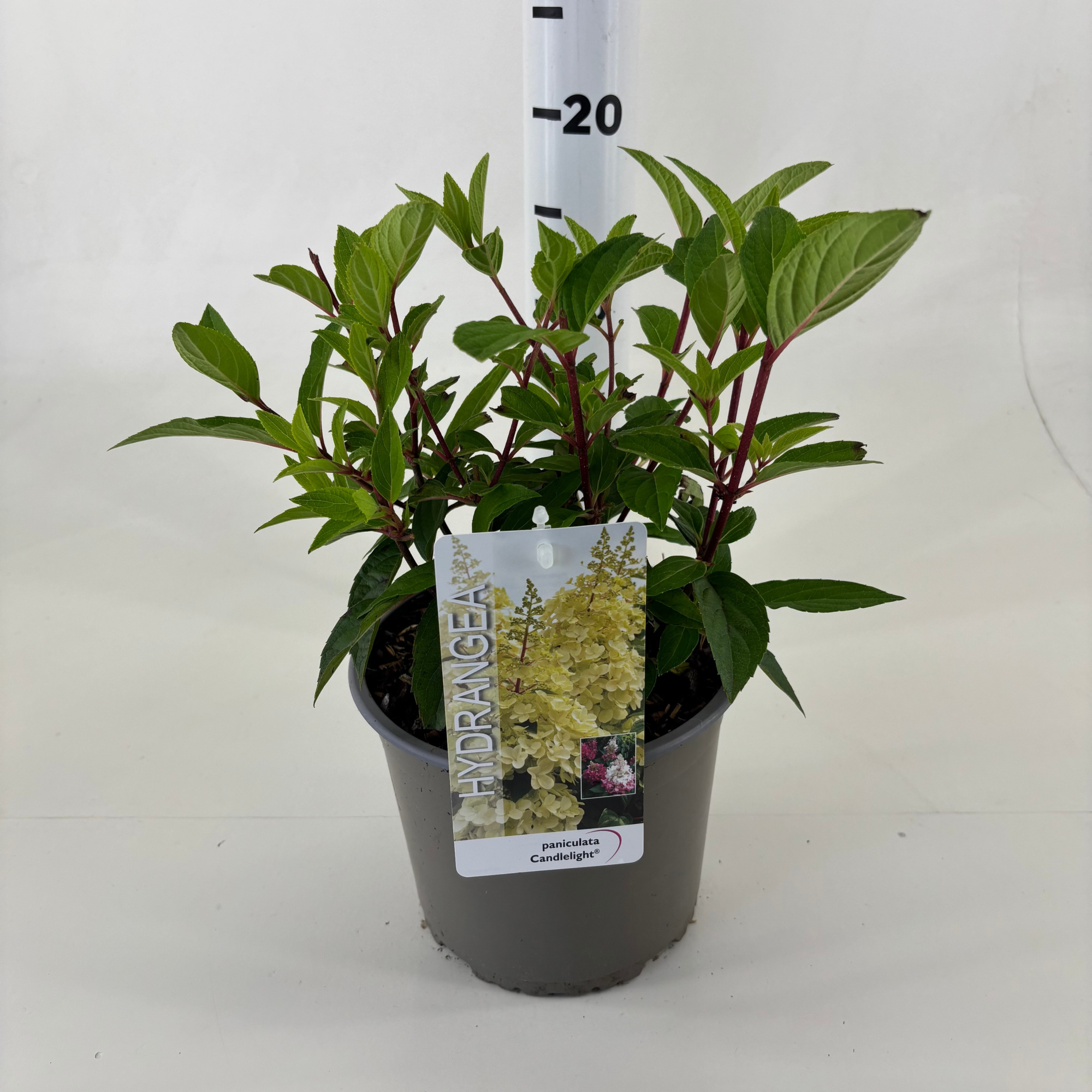 Hydrangea paniculata 'Hpopr013' Candlelight ® PBR, D 19 cm