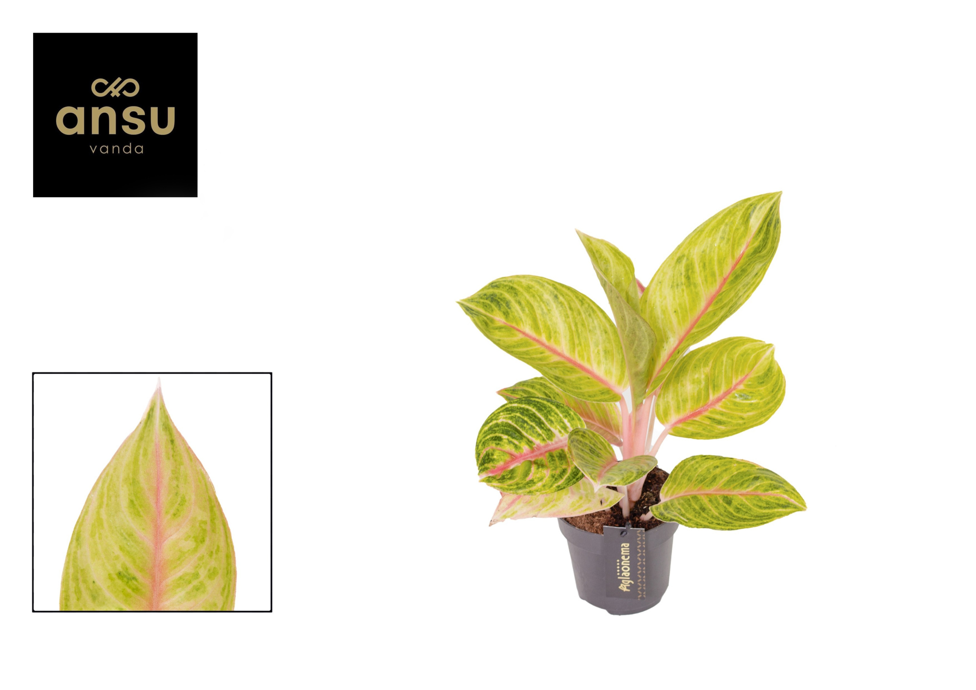 Aglaonema Rose Parakeet, D 12 cm