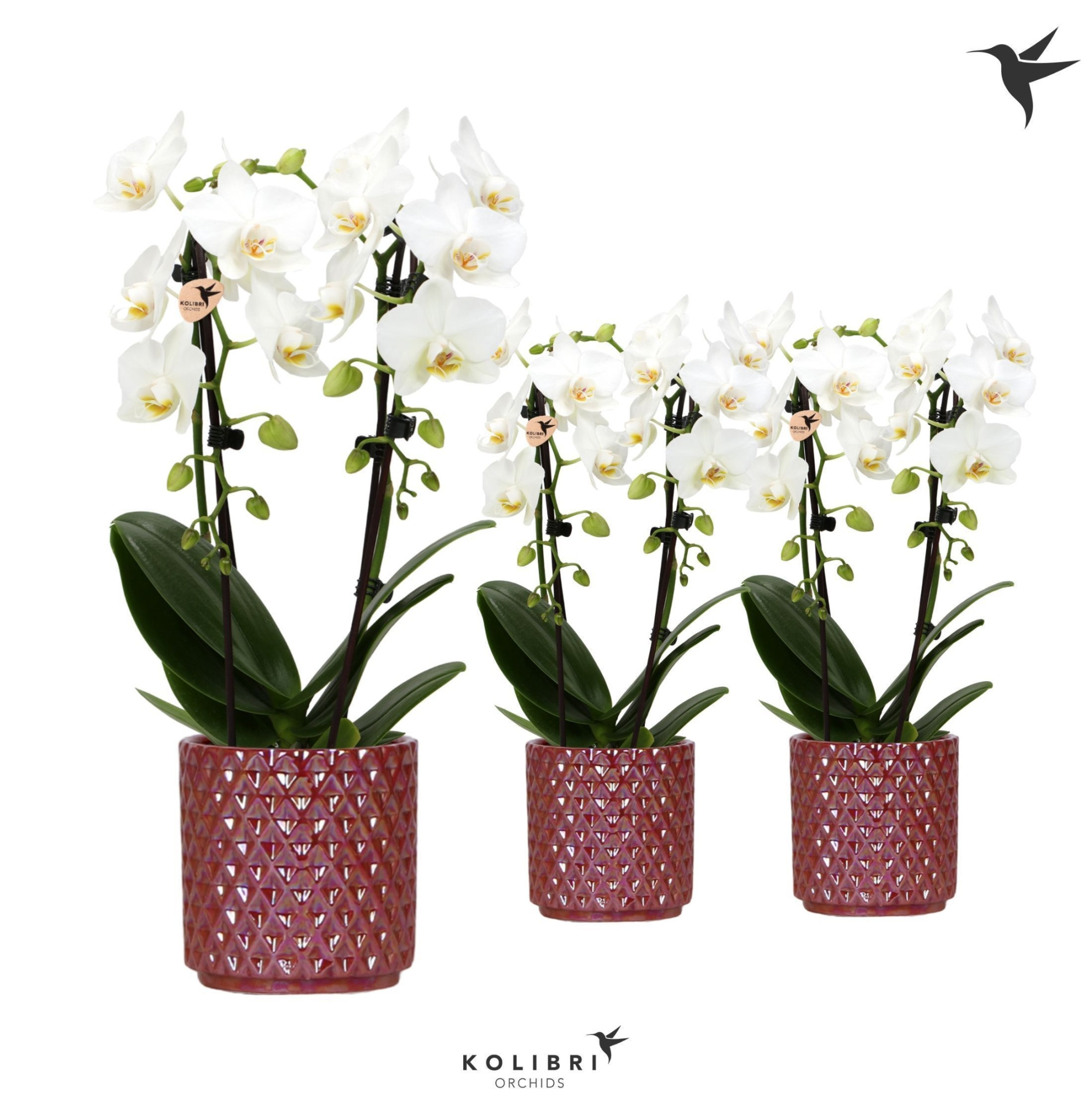Kolibri Orchids Niagara fall white 2 spike in Diamond Pearl red, D 9