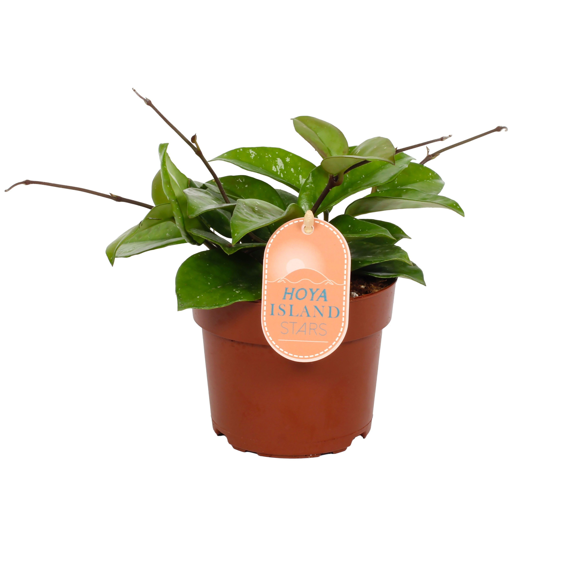 Hoya Carnosa Freckles Splash - Star of Palau 12cm, D 12 cm