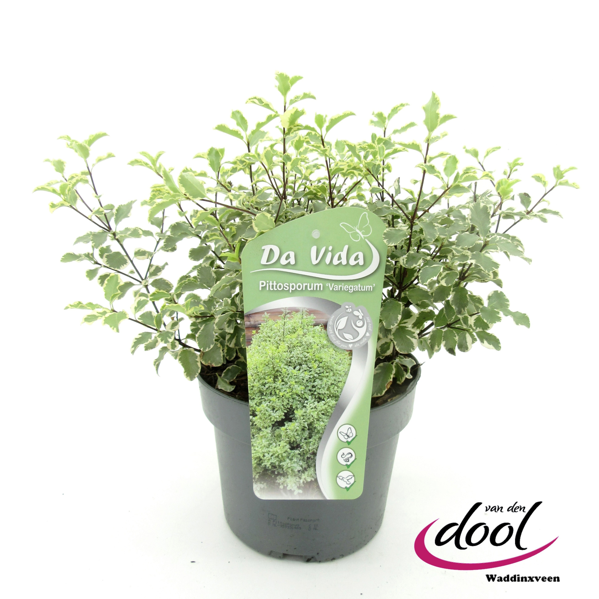 Pittosporum variegatum, D 19