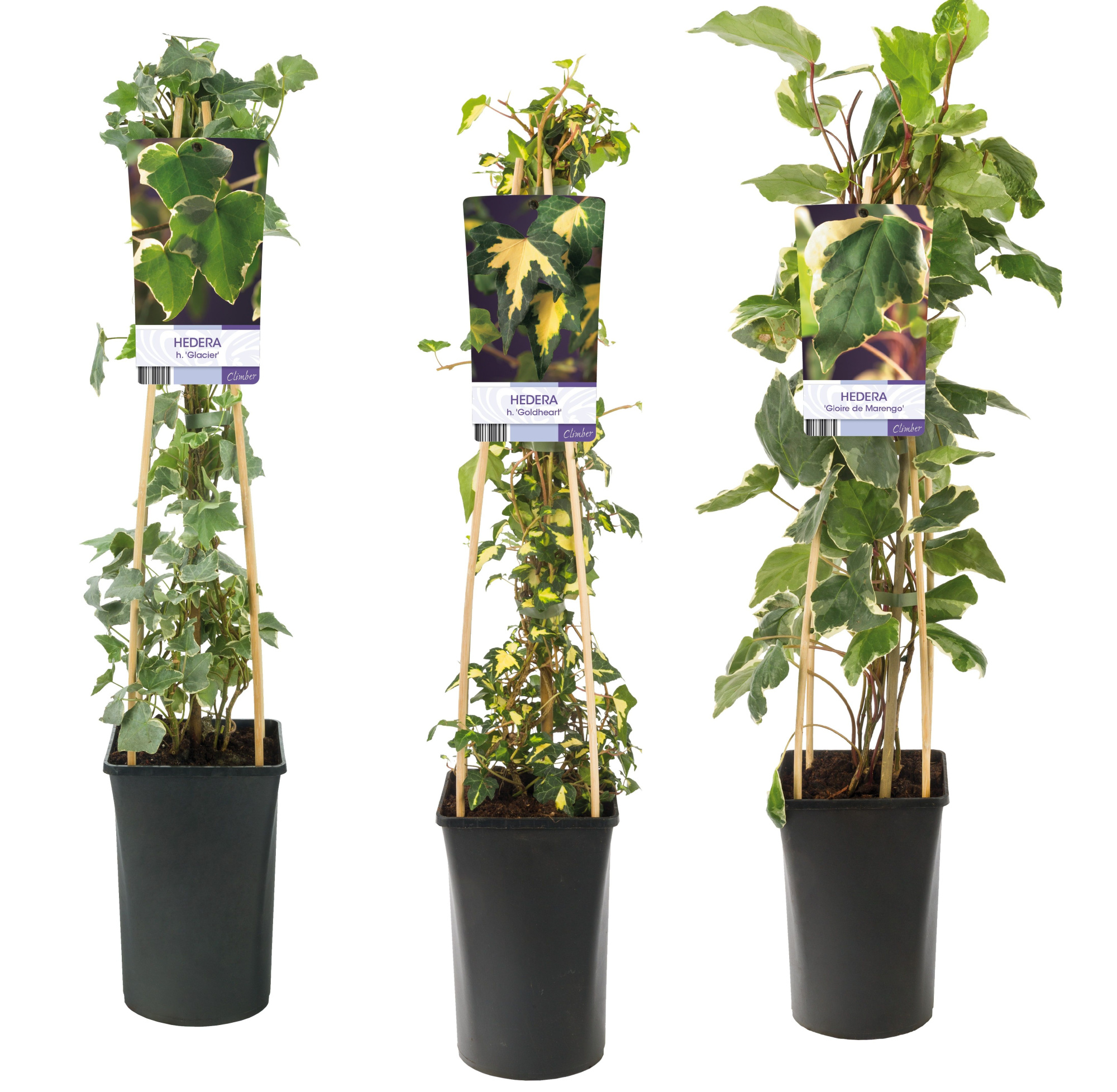 Mixshelf Hedera multicolored +light label, D 17