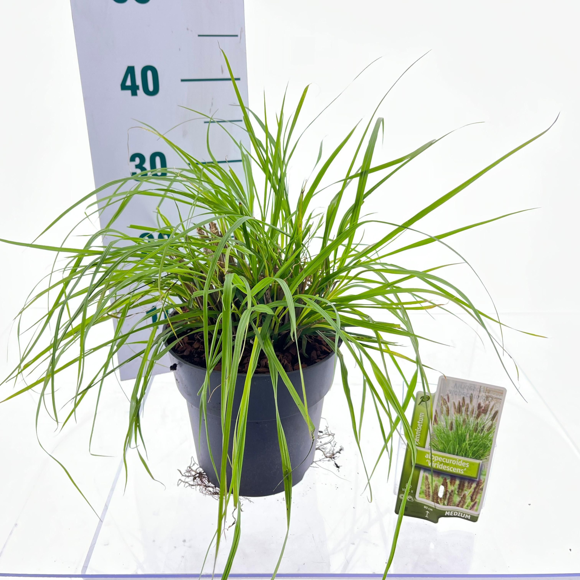 Pennisetum alopecuroides 'Viridescens', D 19