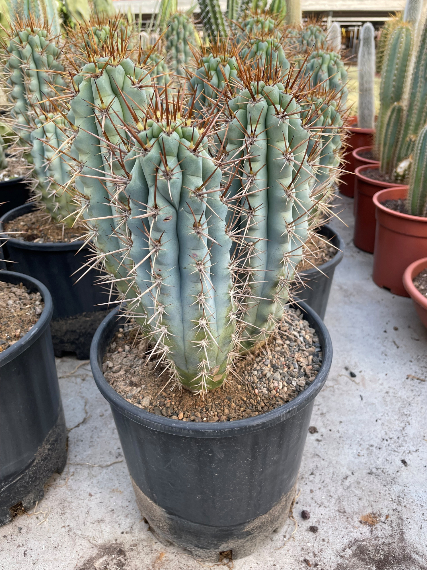 806 Browningia Hertligiana 25, D 25