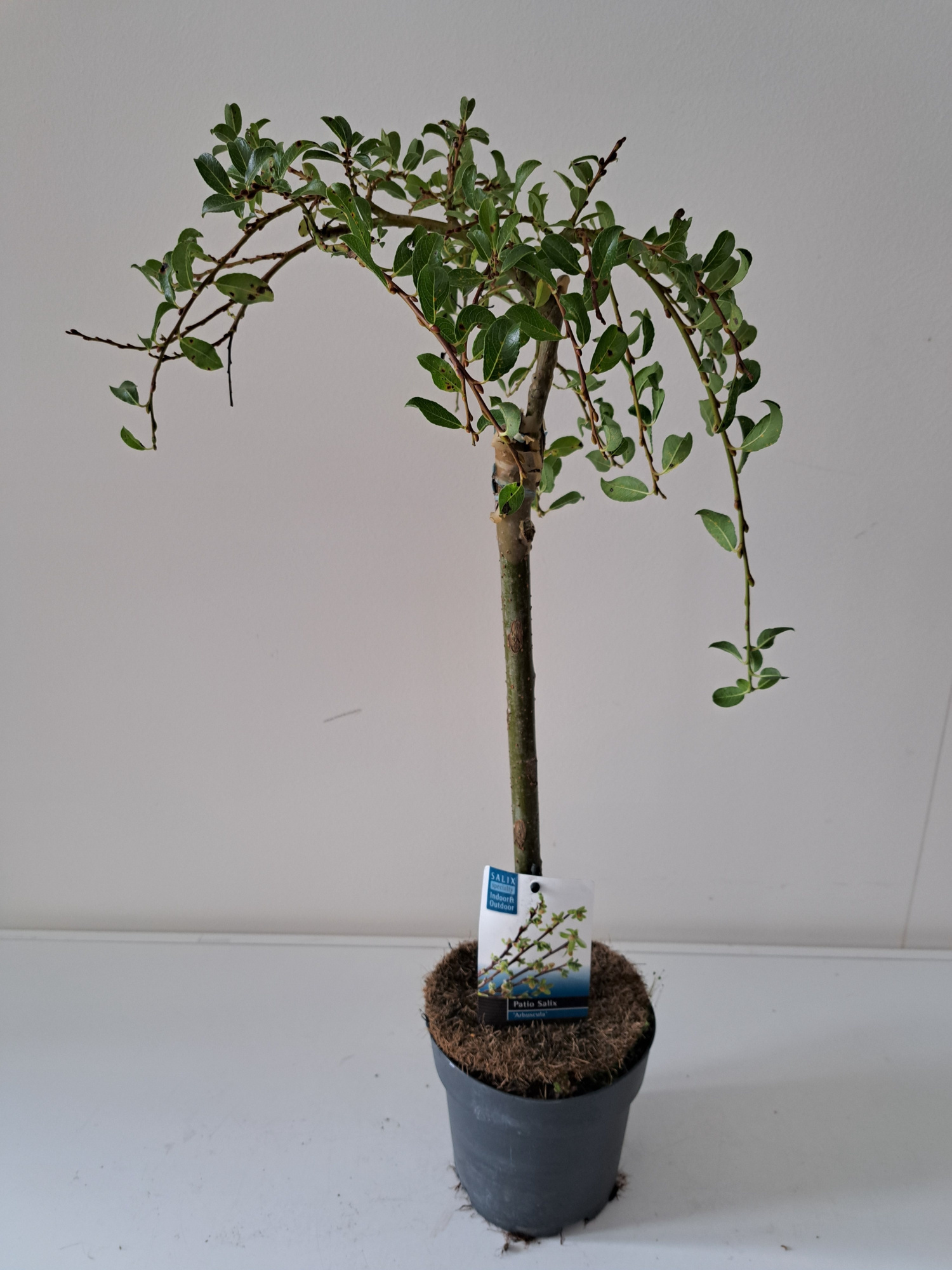 Salix Arbuscula stam 40, D 14 cm