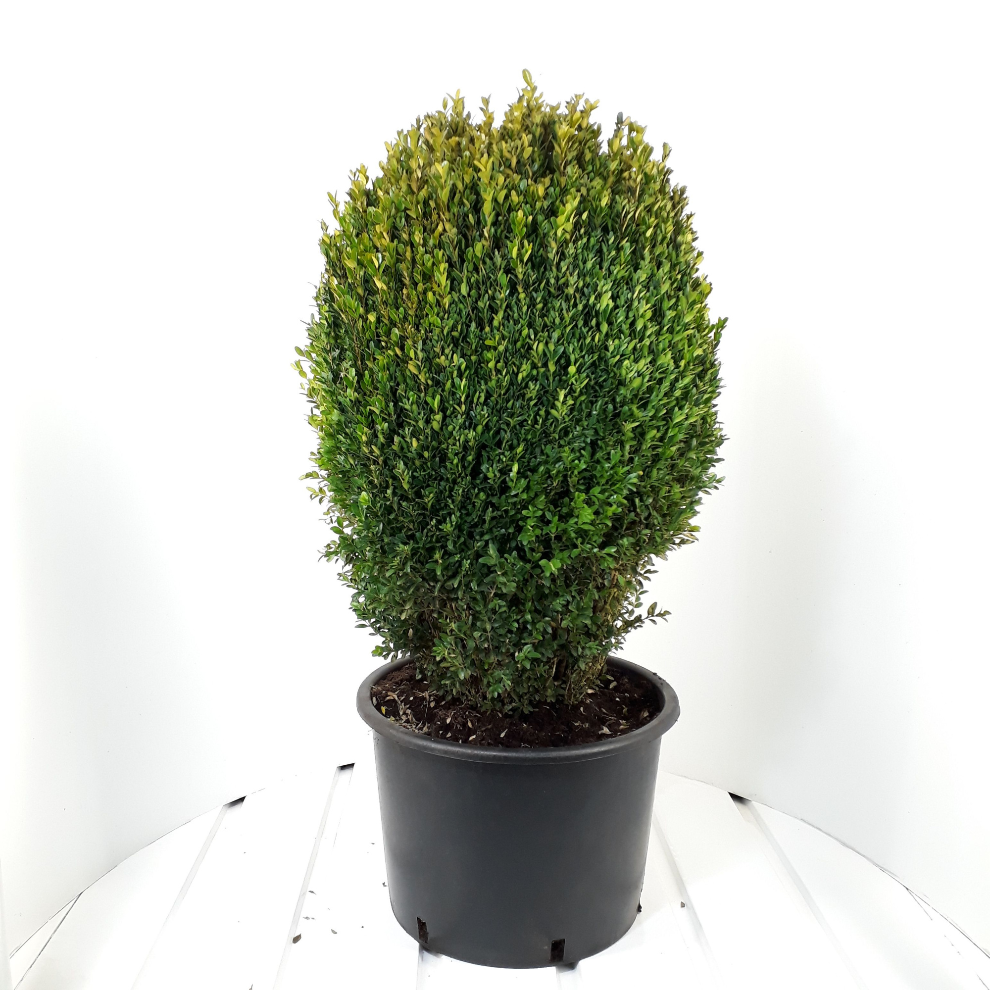 Buxus sempervirens ei-vorm 70-80cm, D 40