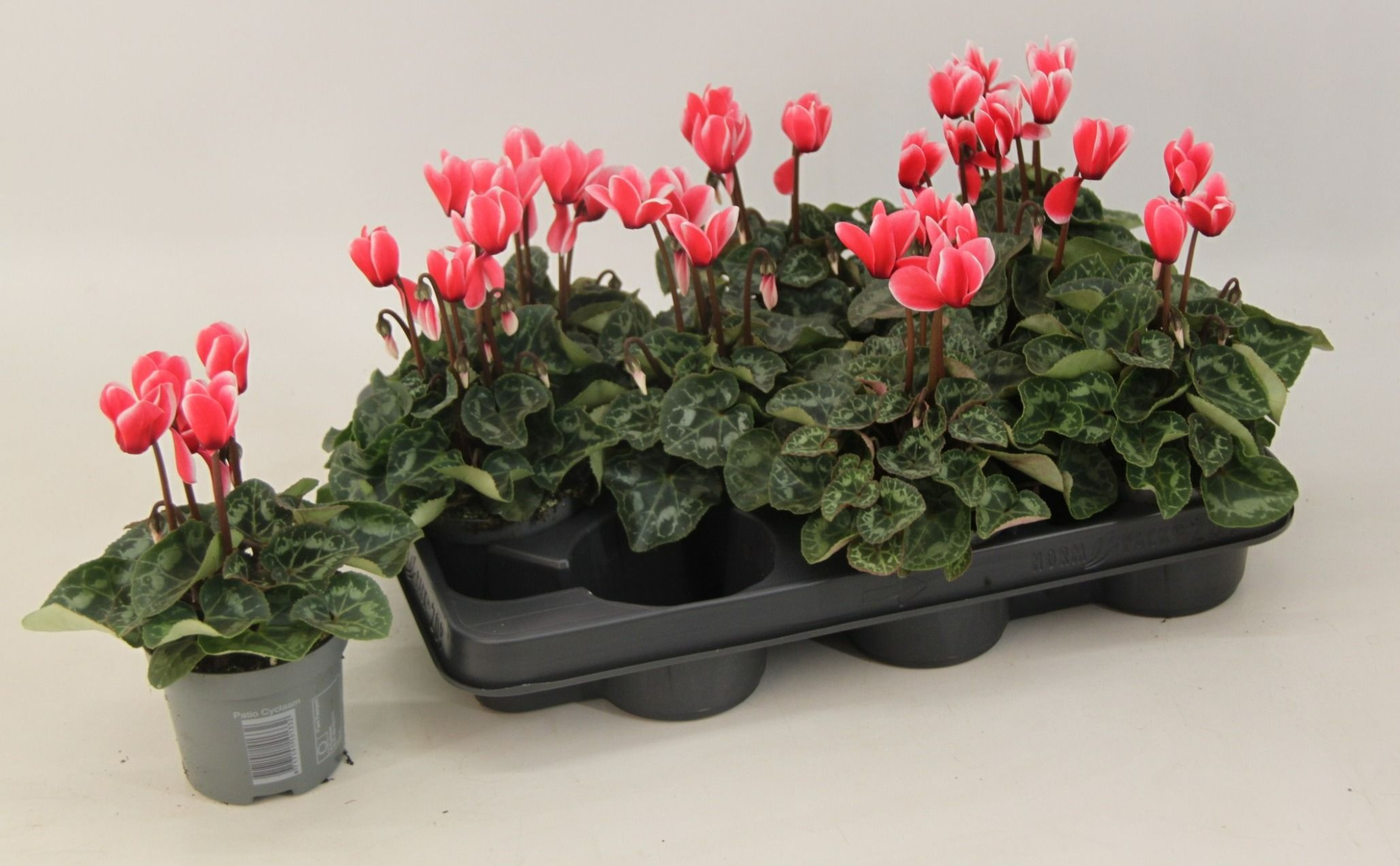 Cyclamen Metis Fantasia Salmon 9 cm, D 9 cm