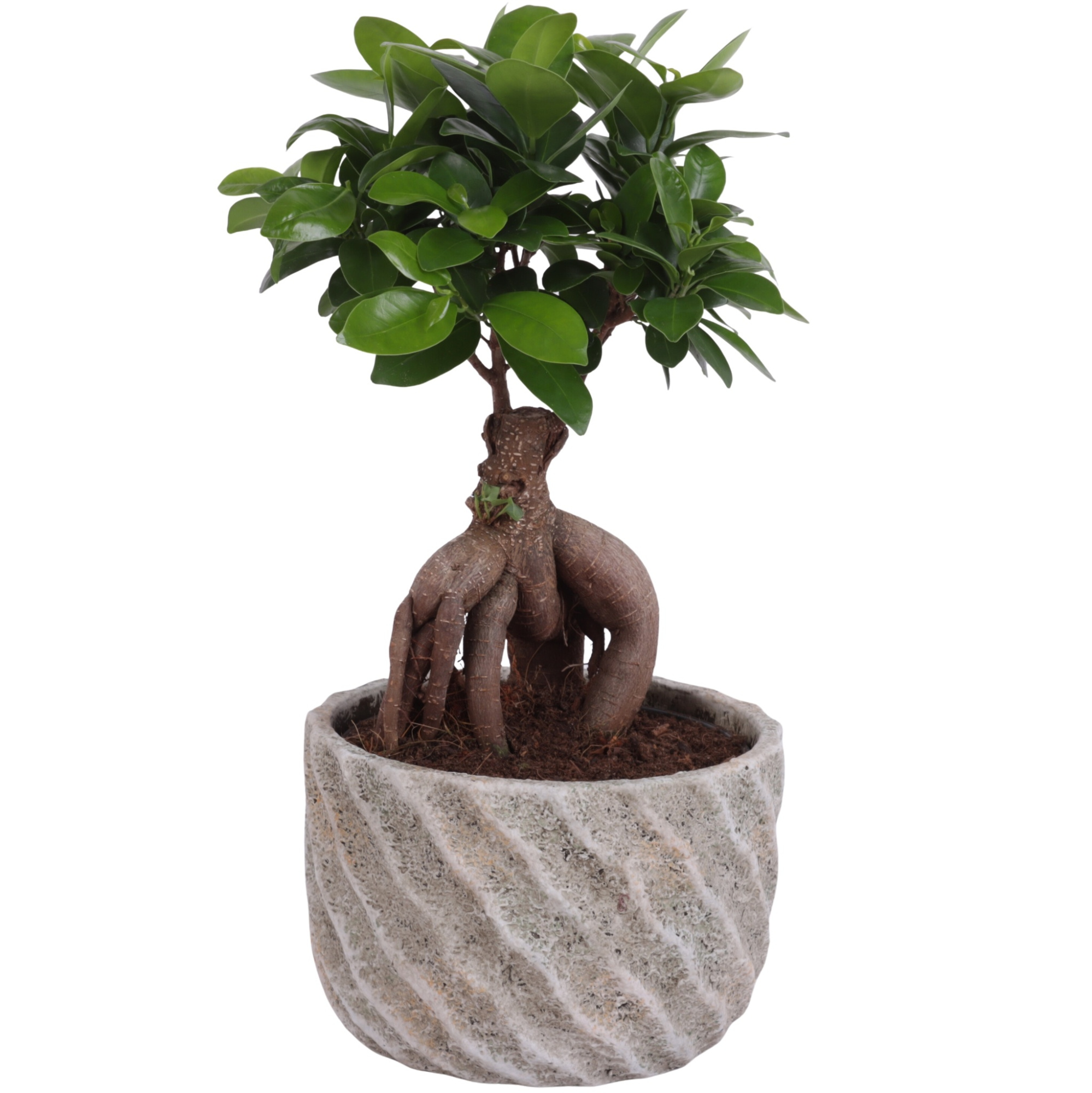 Ficus m. Ginseng Ball Shape Ø15cm in Ø17cm Ceramic NT668, D 17