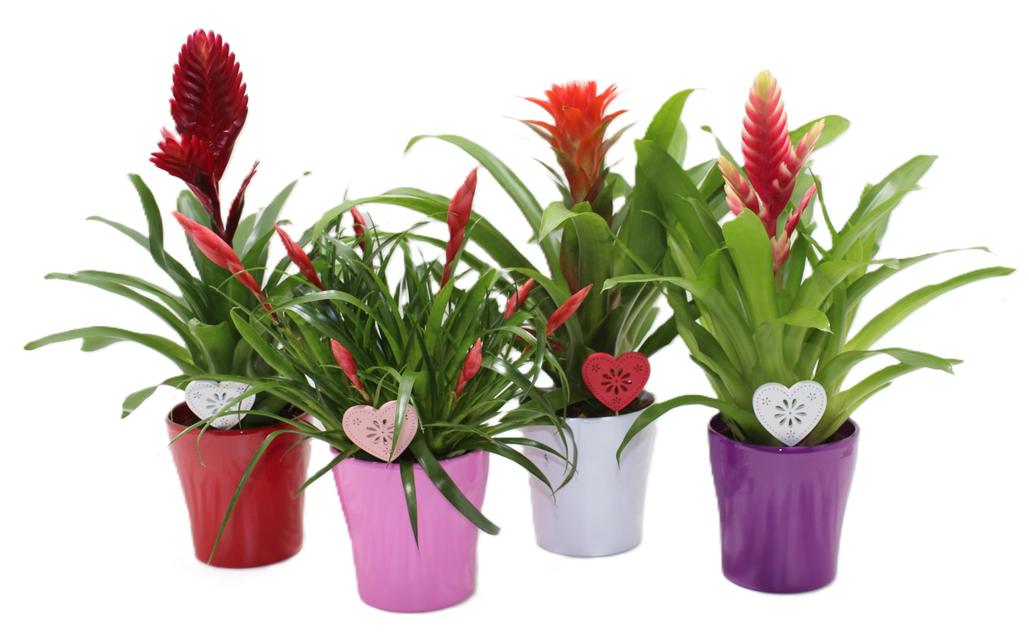 Bromelia Adventure keramiek bijsteker hart, D 12